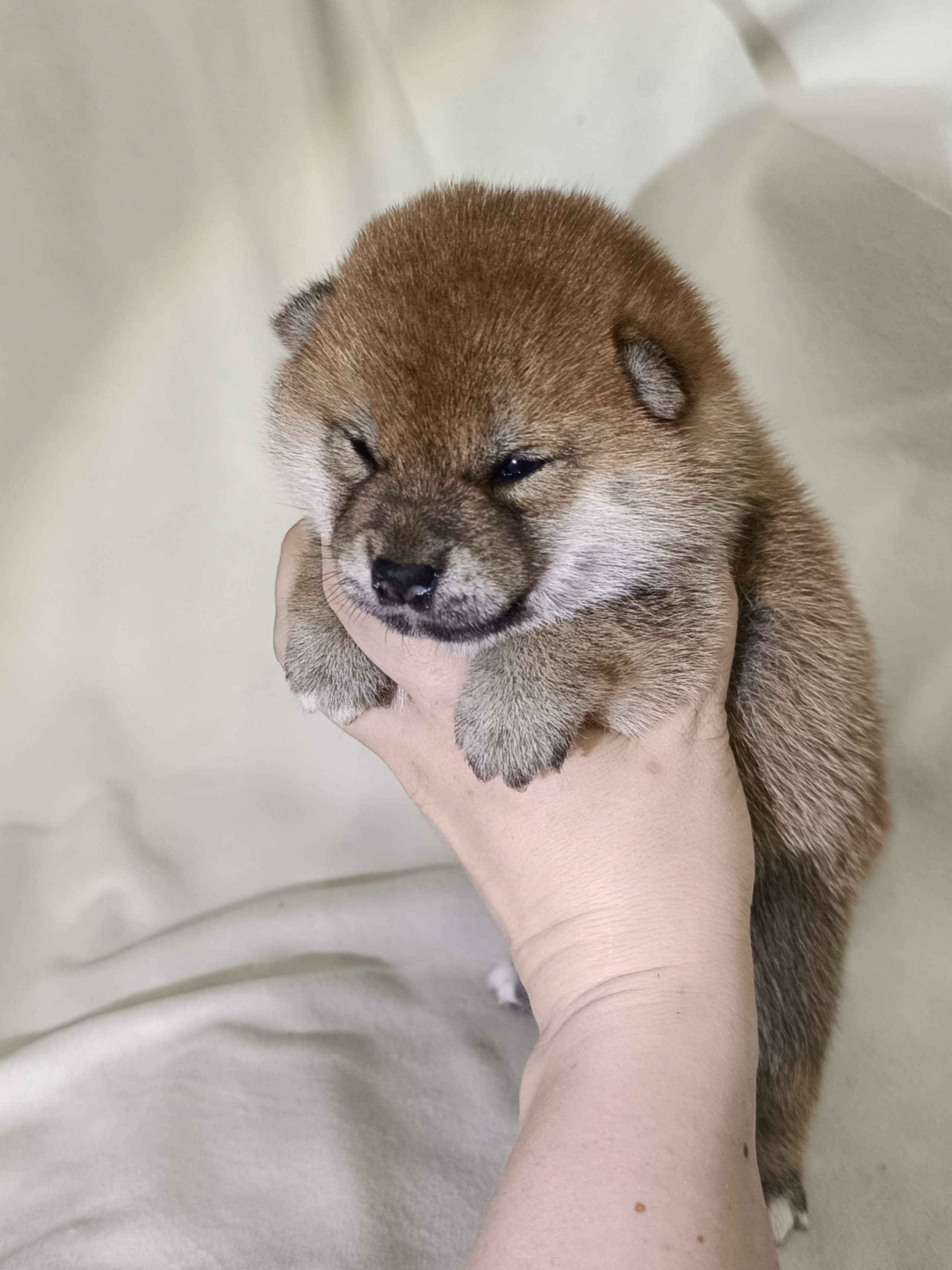 сиба питомник Рубилайт щенки на продажу rubylight  сиба щенки купить СПб Санкт-Петербург 