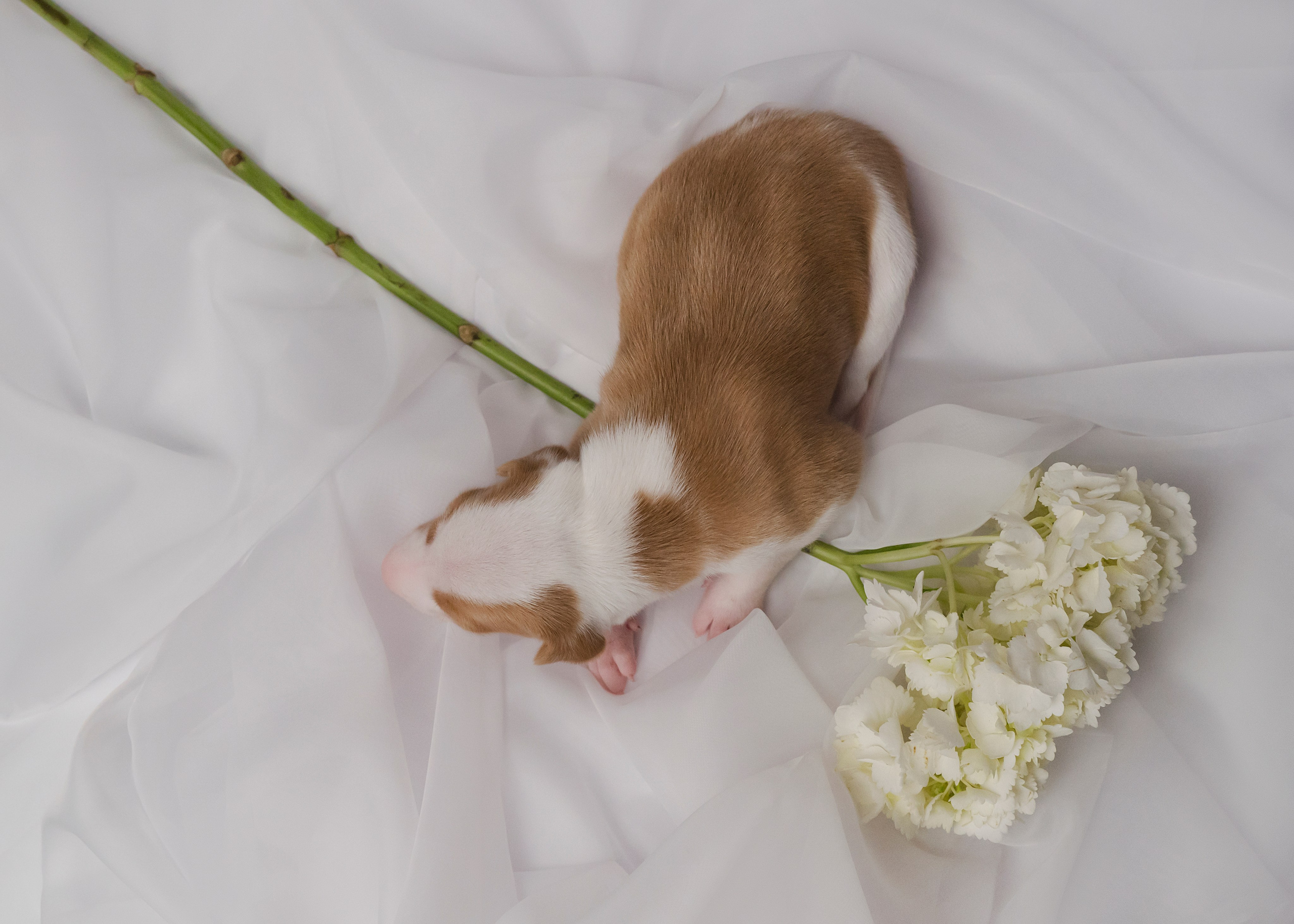 Поденки ибиценки. Фотограф- анималист Александра Матвеева