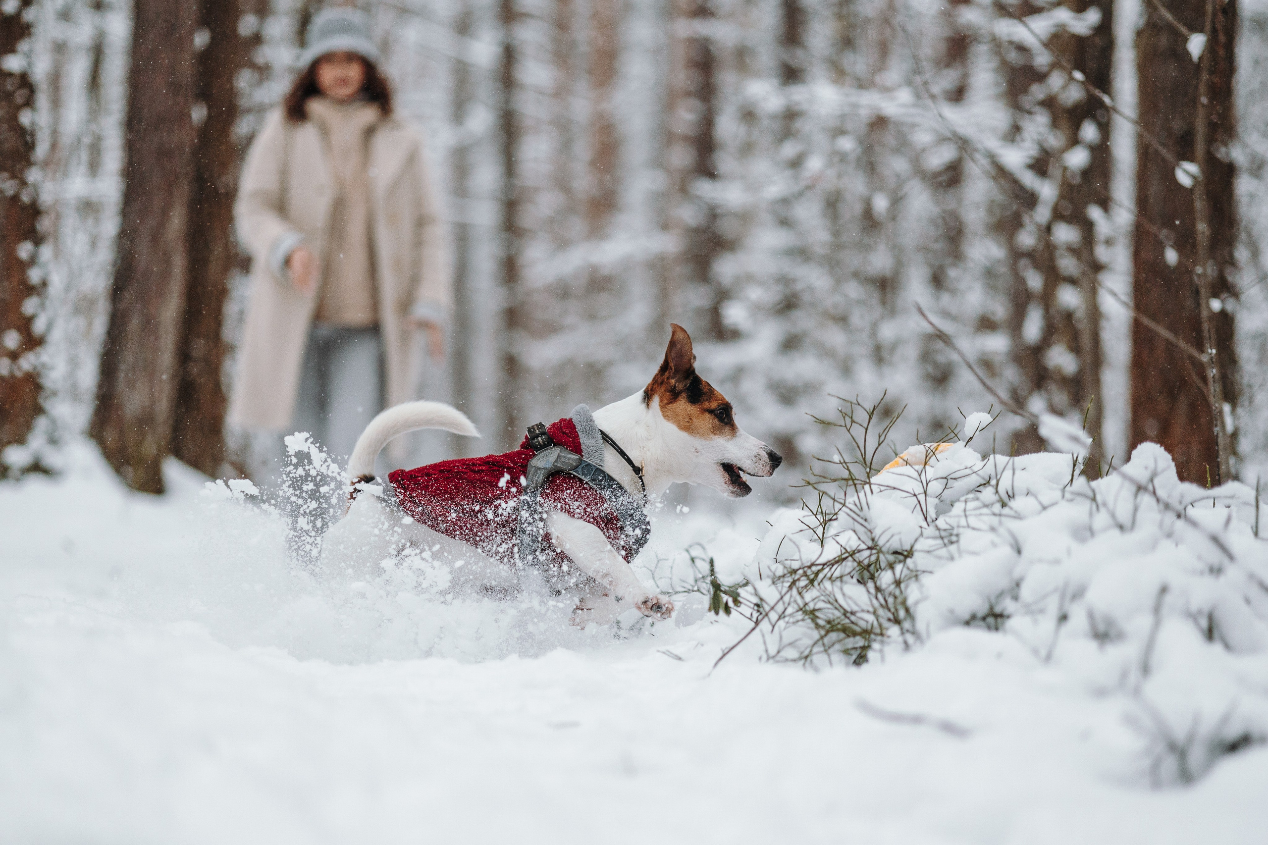 Мики и его семья. Фотограф — Анималист | Санкт-Петербург