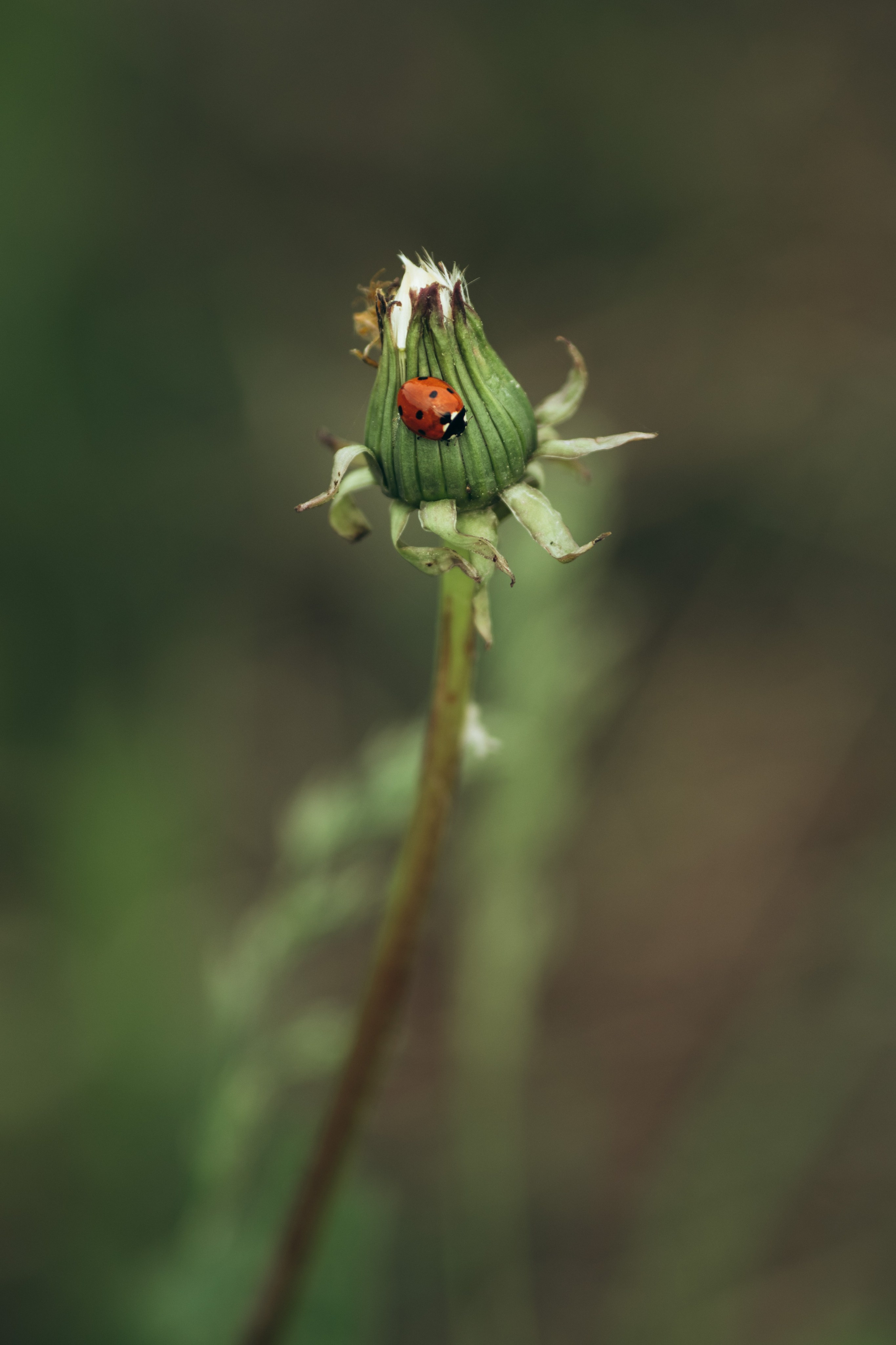 Природные пейзажи. Наталия Клевинскас портретный фотограф в Костроме