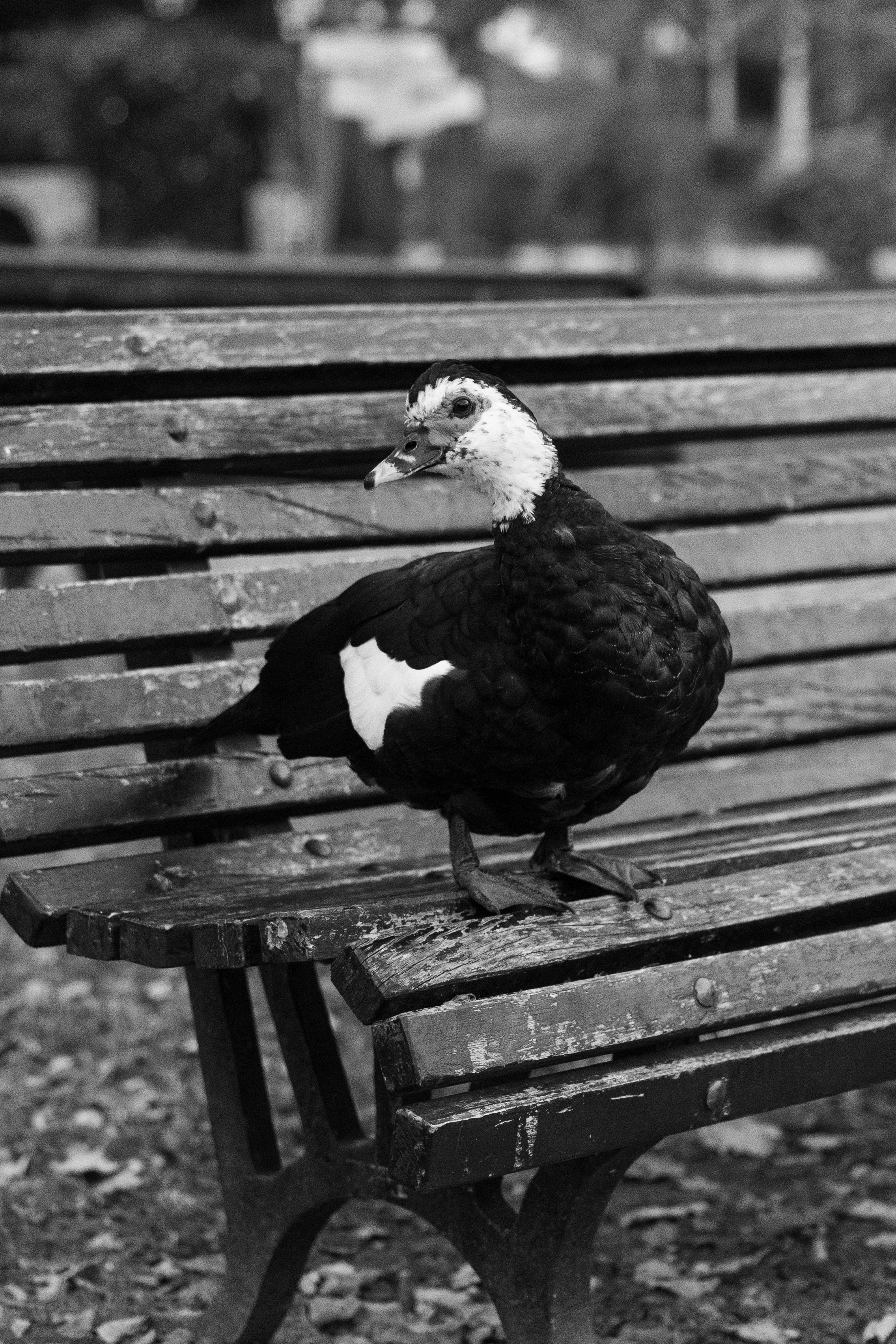 Art prints. Фотограф алина стерхова, алина стерхова фотограф, фотограф москва