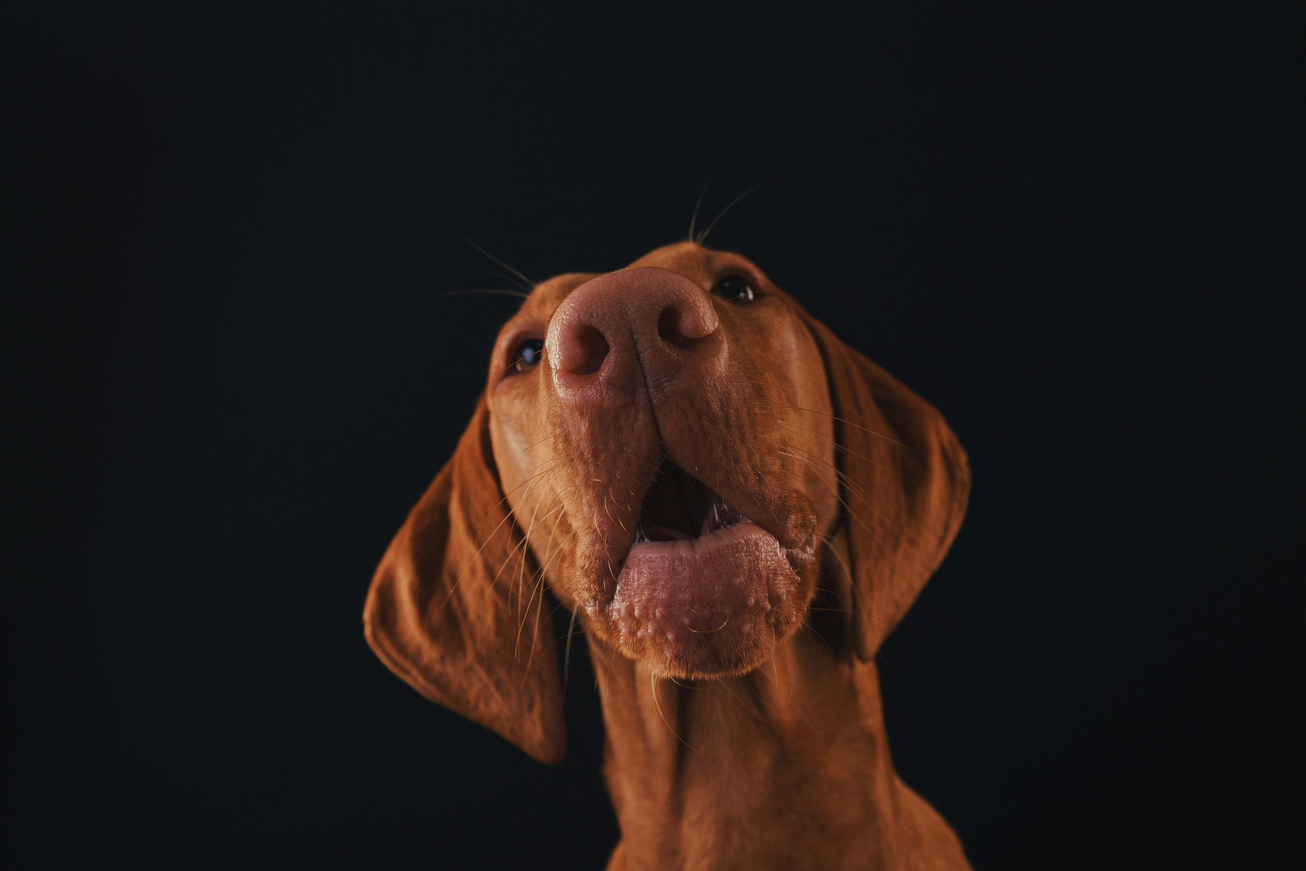 Выжла Гая. Фотограф анималист Осипчикова Мария