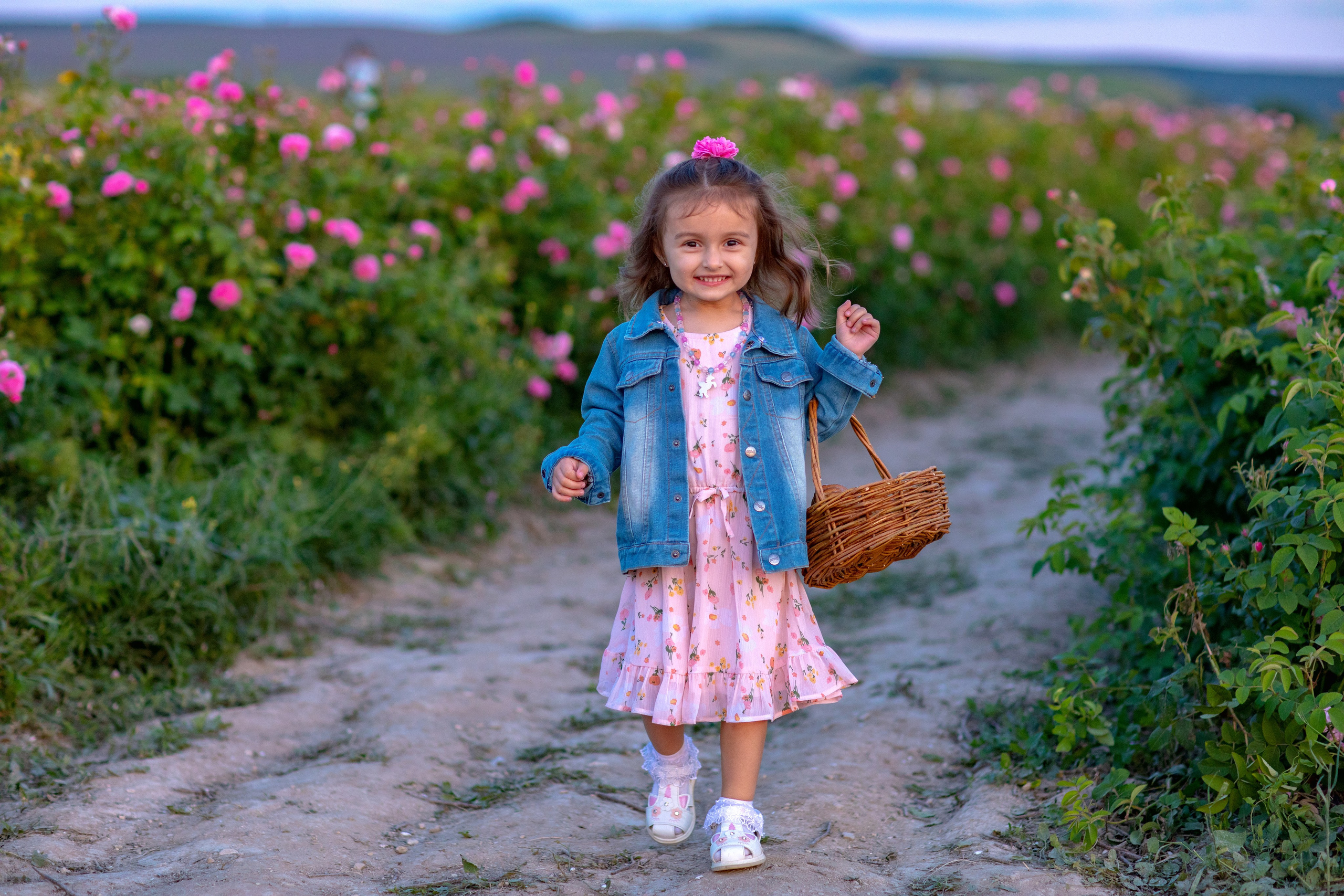 Чайная роза. Фотограф Севастополь/Крым Светлана Евтушенко