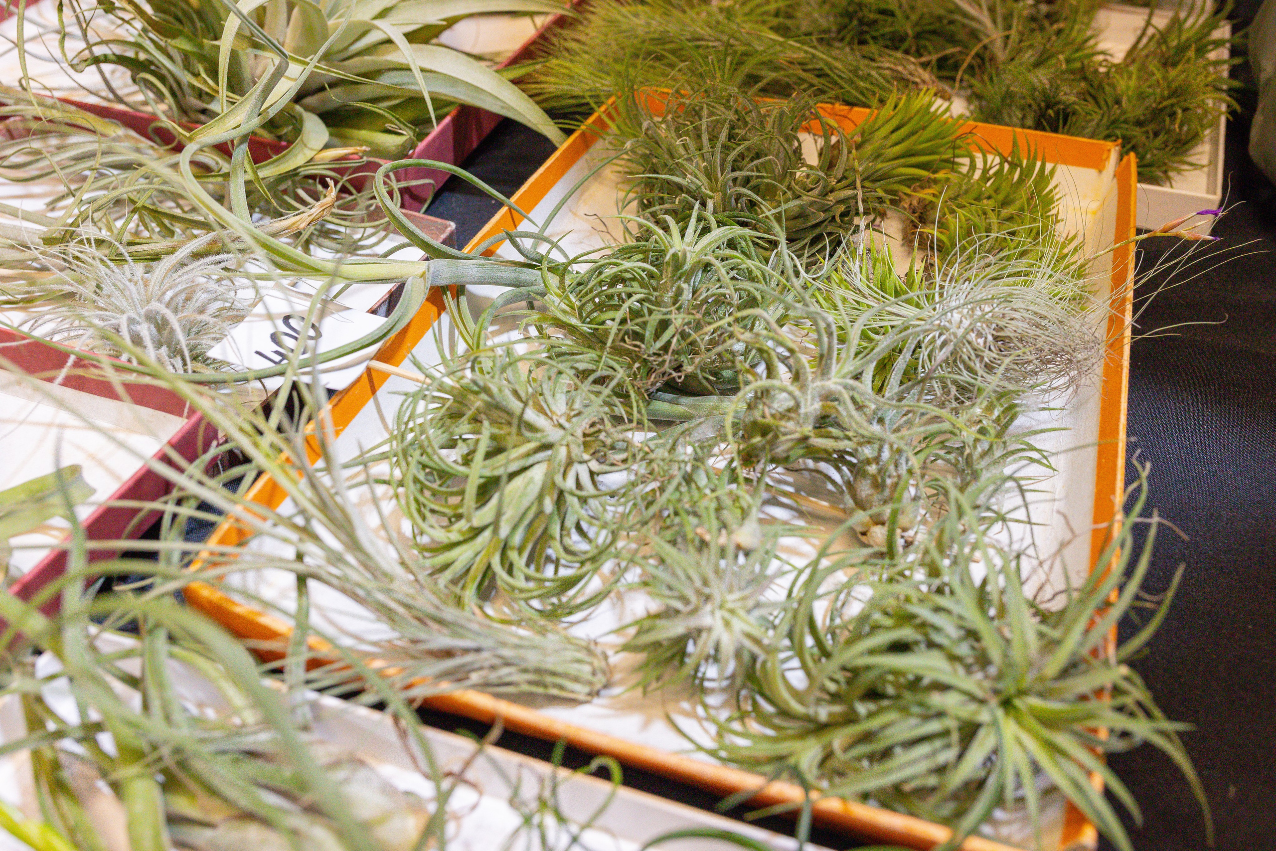 Кактус Фест. Александра Куликова фотограф, Москва