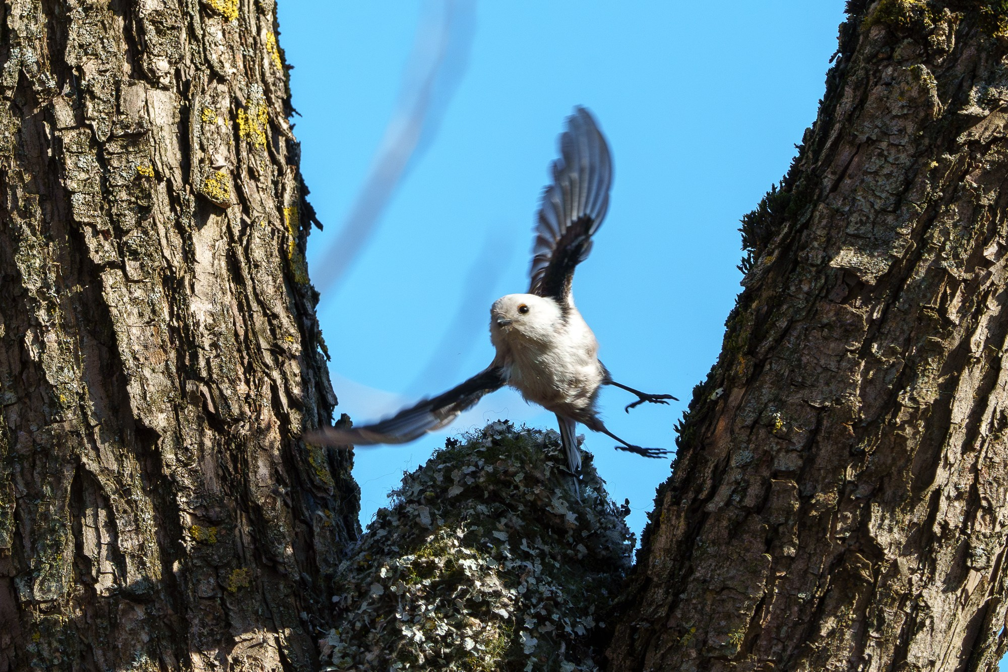 Удивительные мир птиц. Вокруг нас столько прекрасного — присмотритесь!. Ваш личный фотограф Марина Волкова