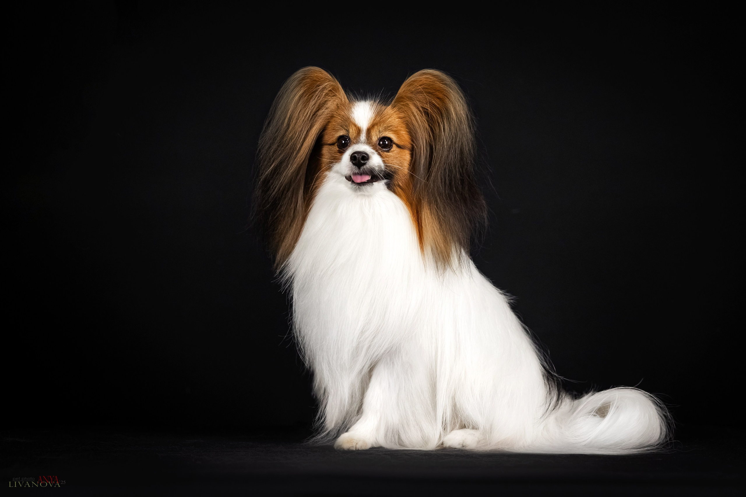 Флай. Фотограф анималист Аня Ливанова | Рыбинск