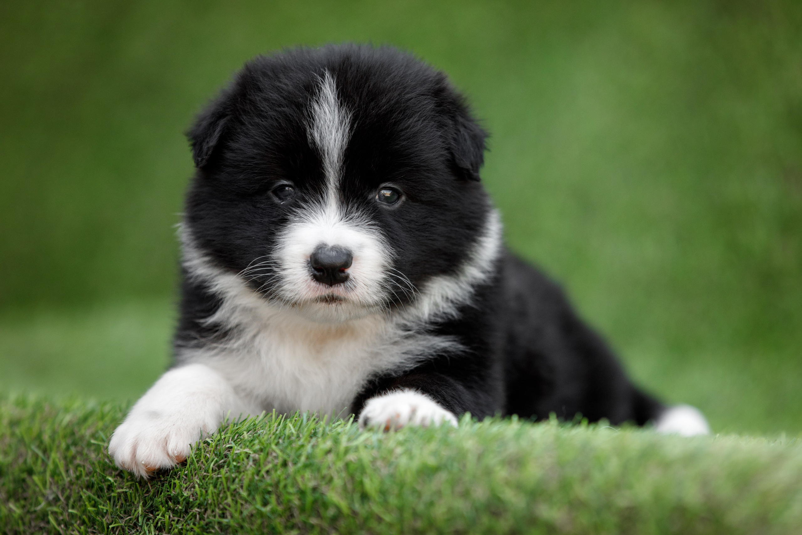 Смешарики. О нас