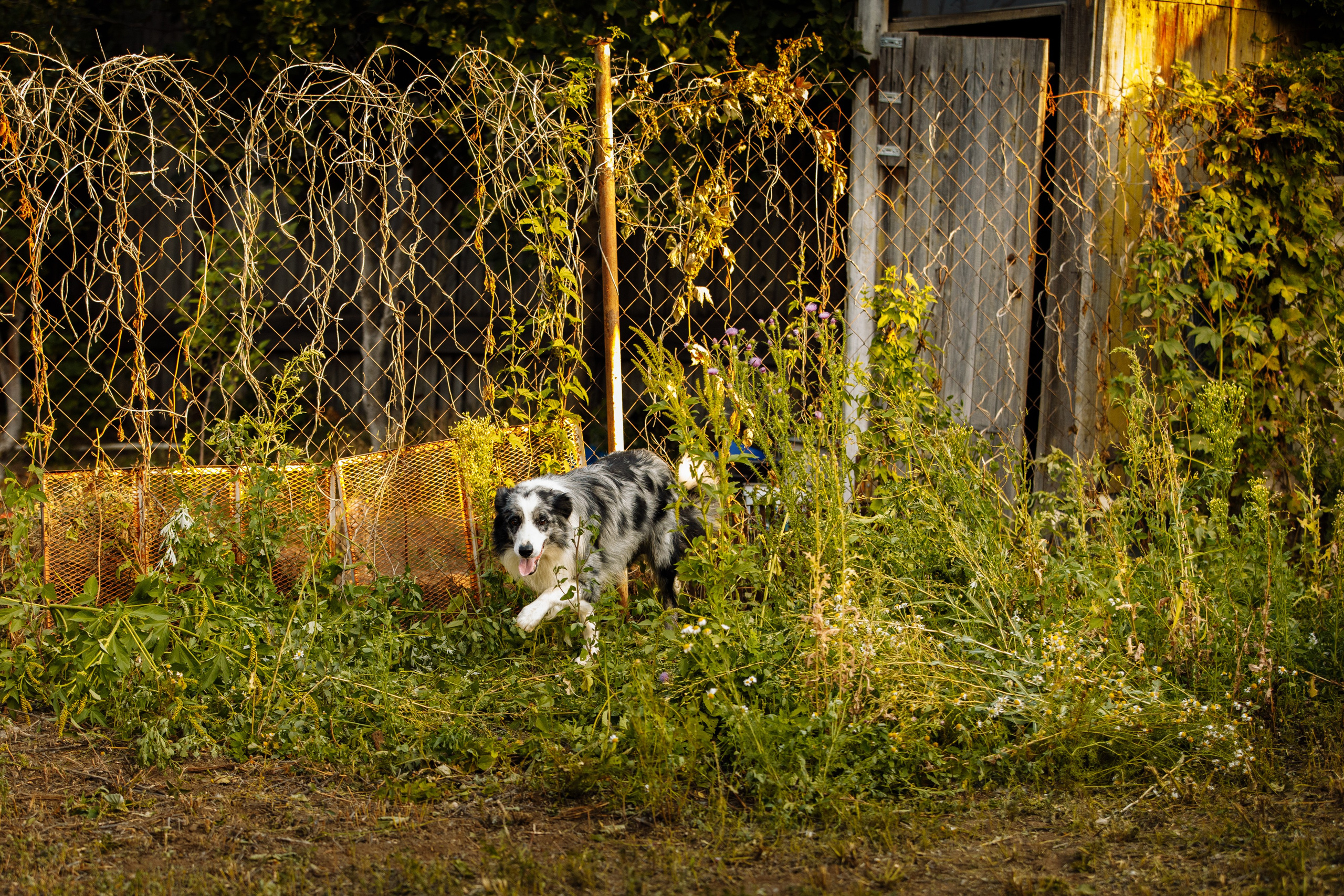 Овечий день. О нас