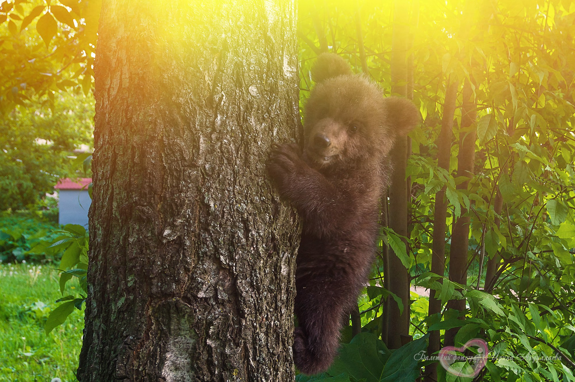 Артист цирка Олег Александров (прогулка -интервью): «Секрет дрессировки — любовь к животным и профессии»