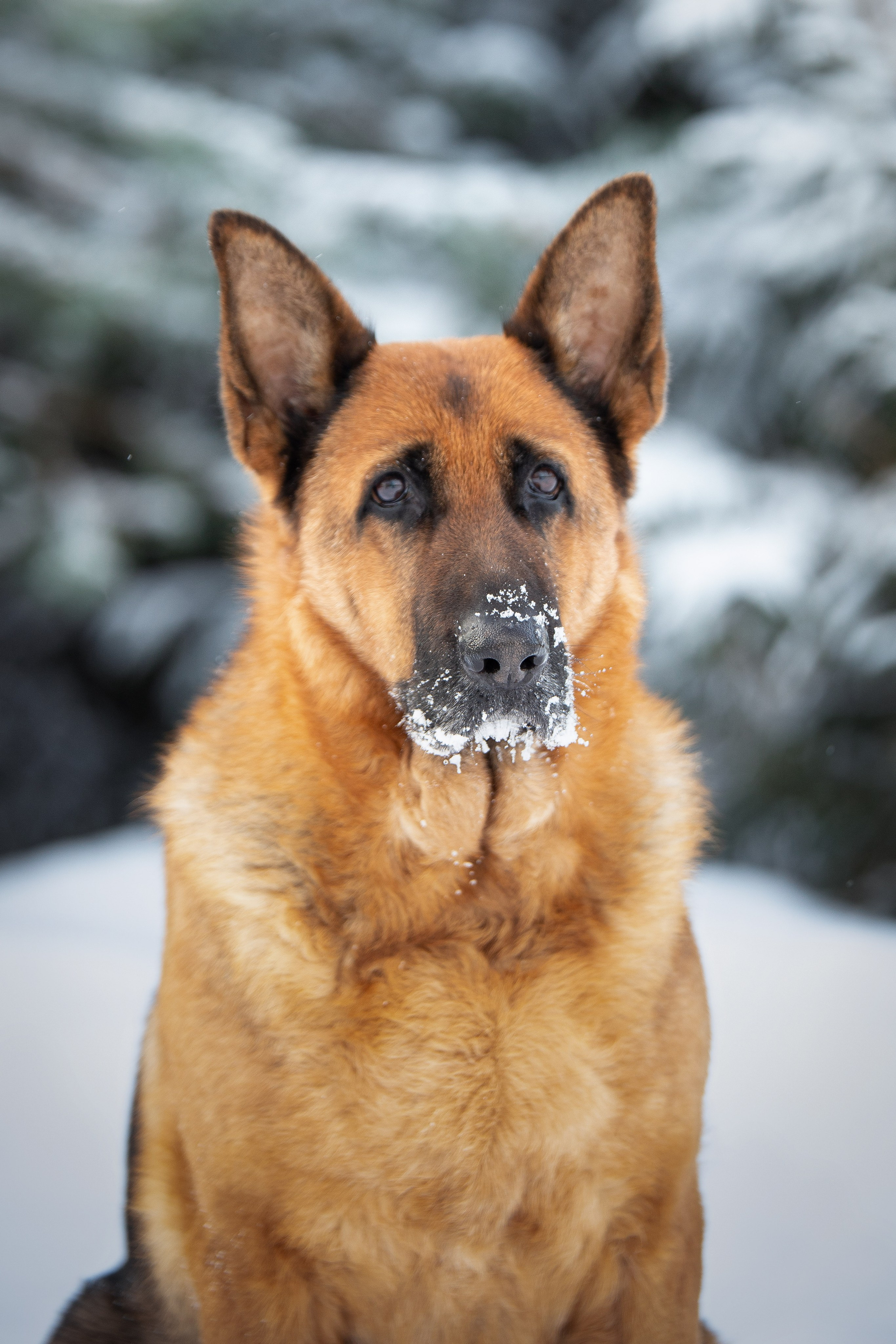Барса. Юлия Микульская. Рыбинск