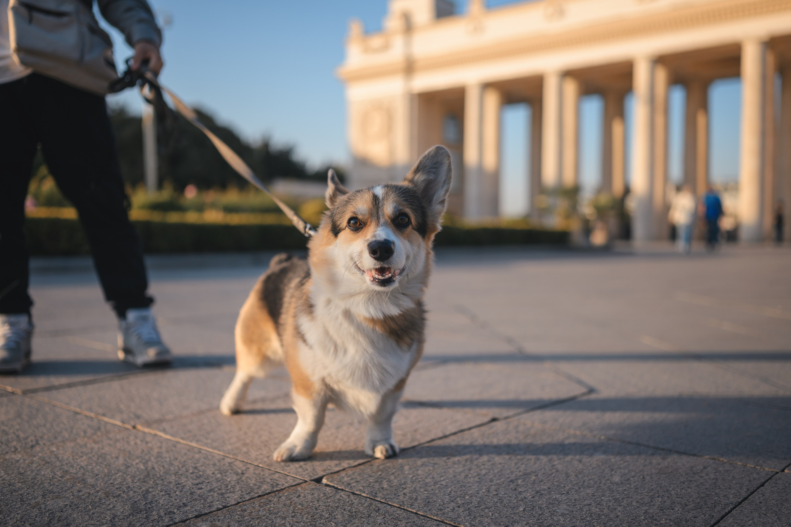 Ева, Леша и Лаванда. Фотограф Анималист в Москве Анастасия Жучкова