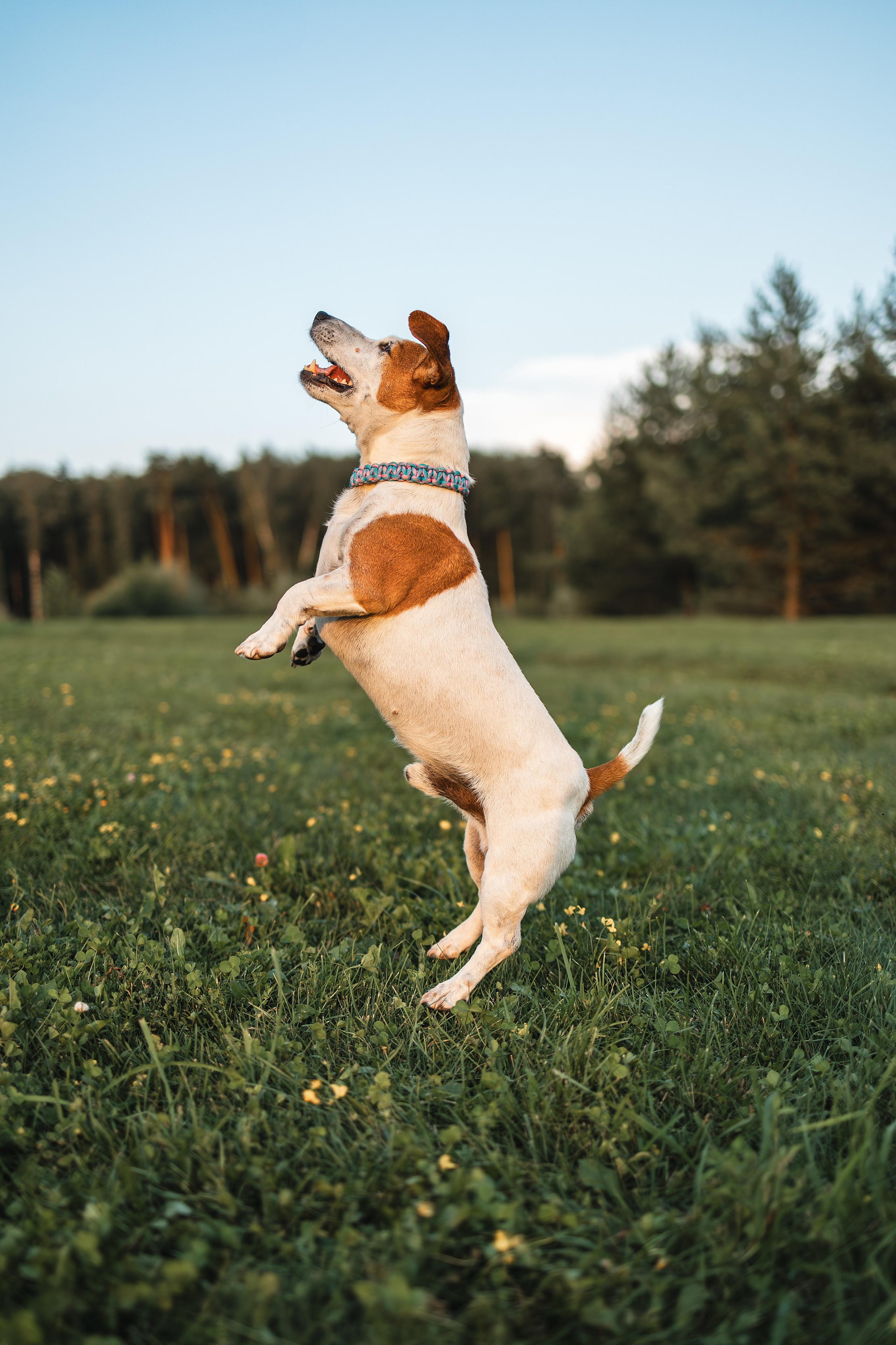 Юлиана и Риф (в обработке). Фотограф Анималист в Москве Анастасия Жучкова