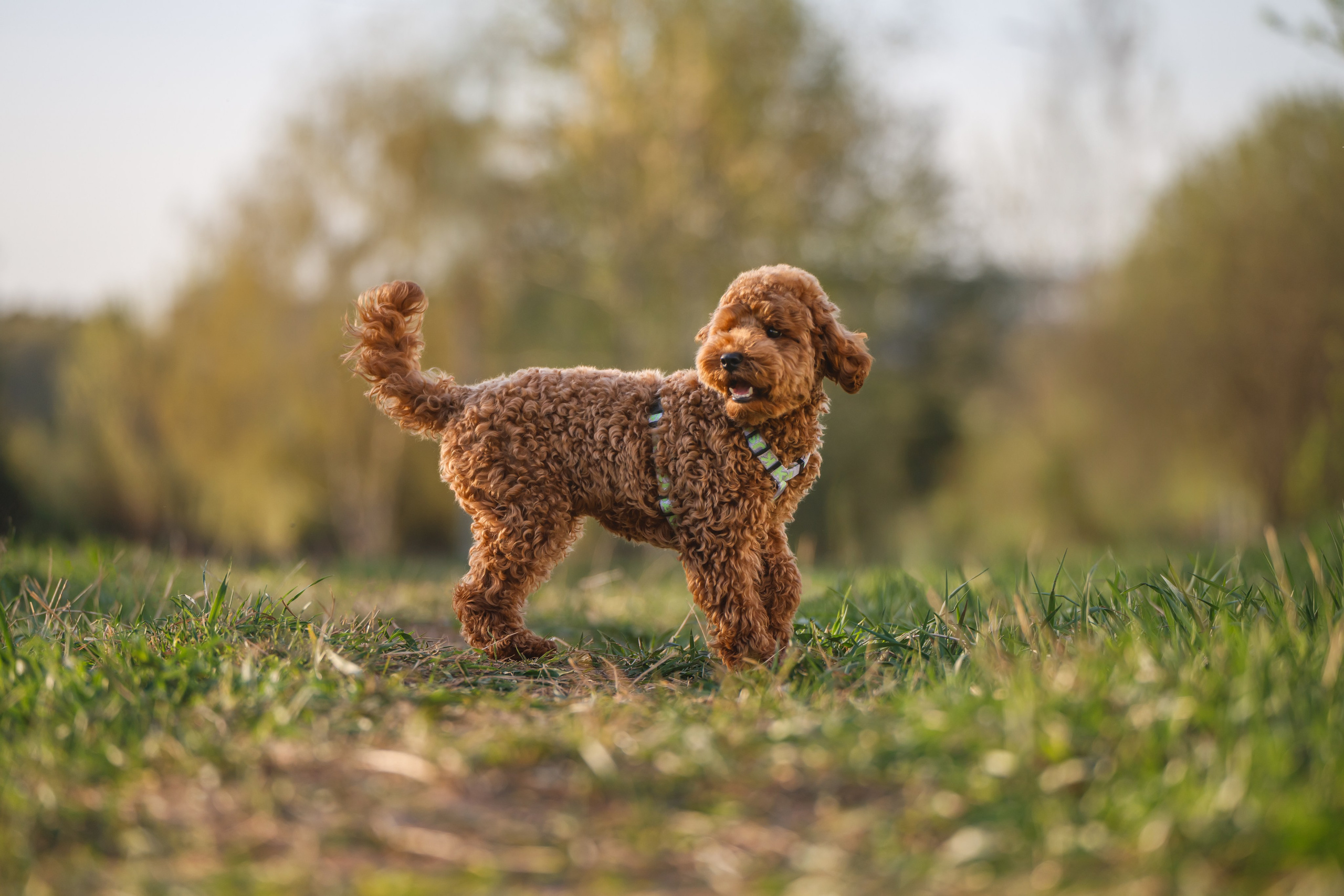 Пудель на закате. Фотограф Анималист в Москве Анастасия Жучкова