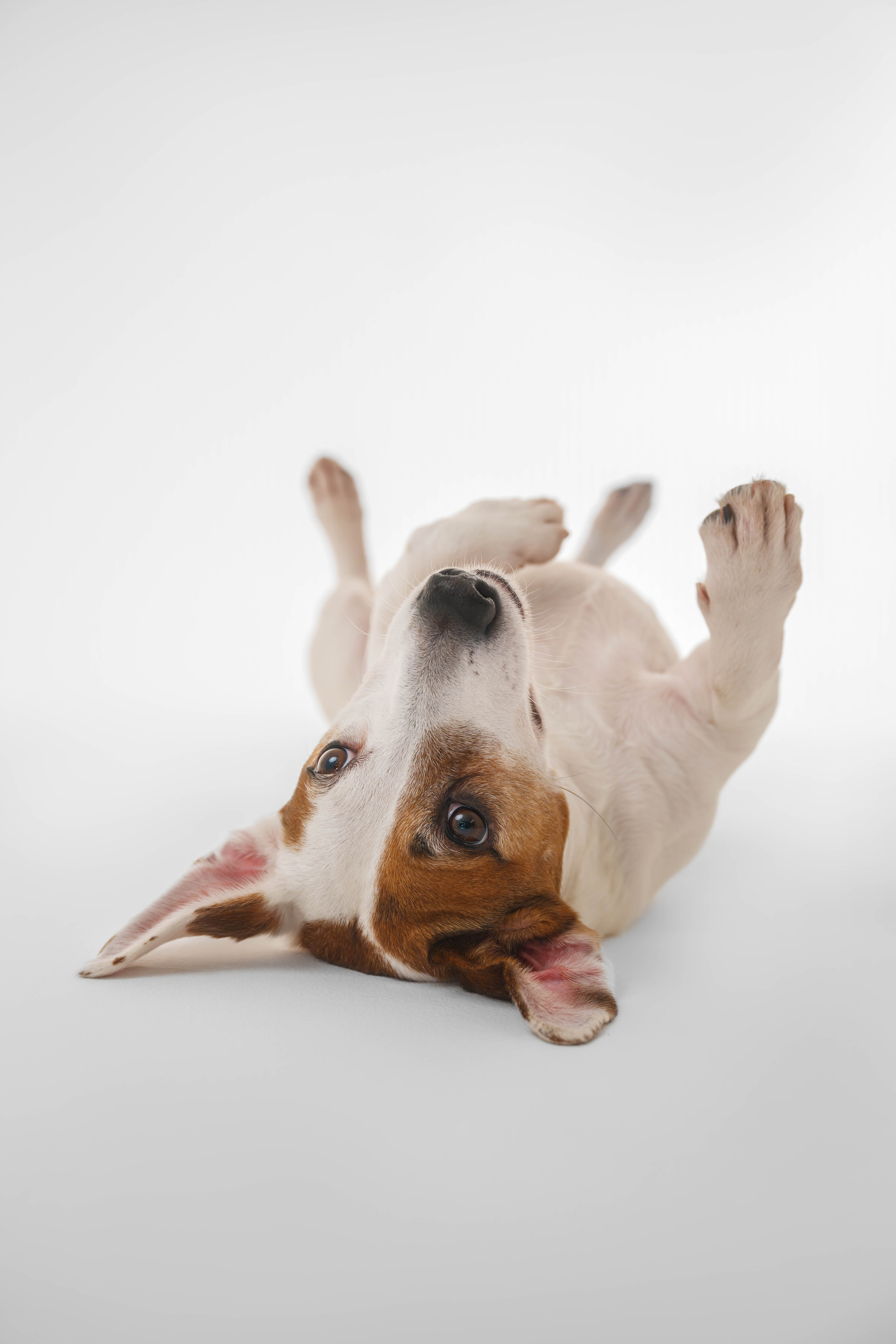 Джек Рассел. Фотограф Анималист в Москве Анастасия Жучкова