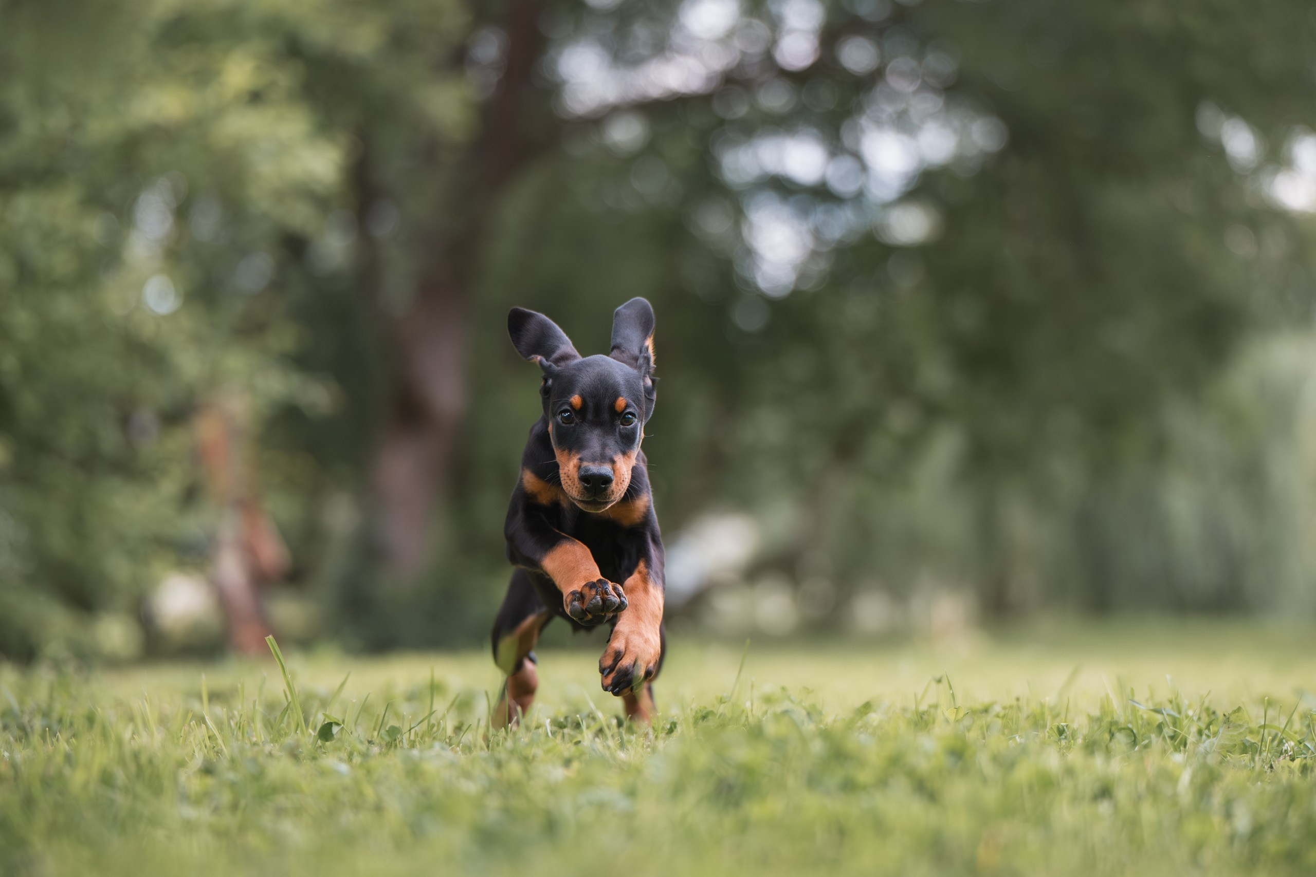 Щенки Доберманов. Фотограф Анималист в Москве Анастасия Жучкова