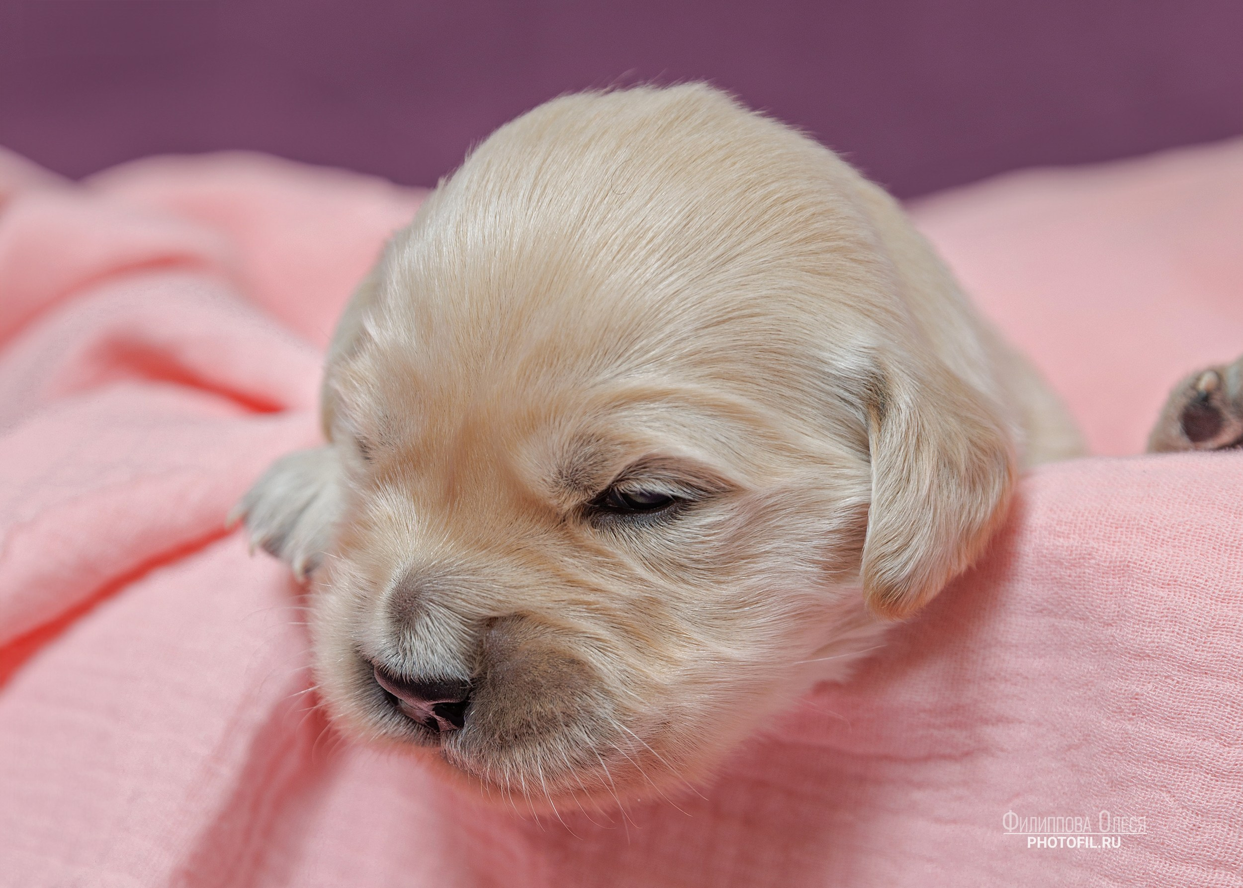 Нежные фото щенков Золотистого ретривера для питомника Aldis Zheneris. Главная