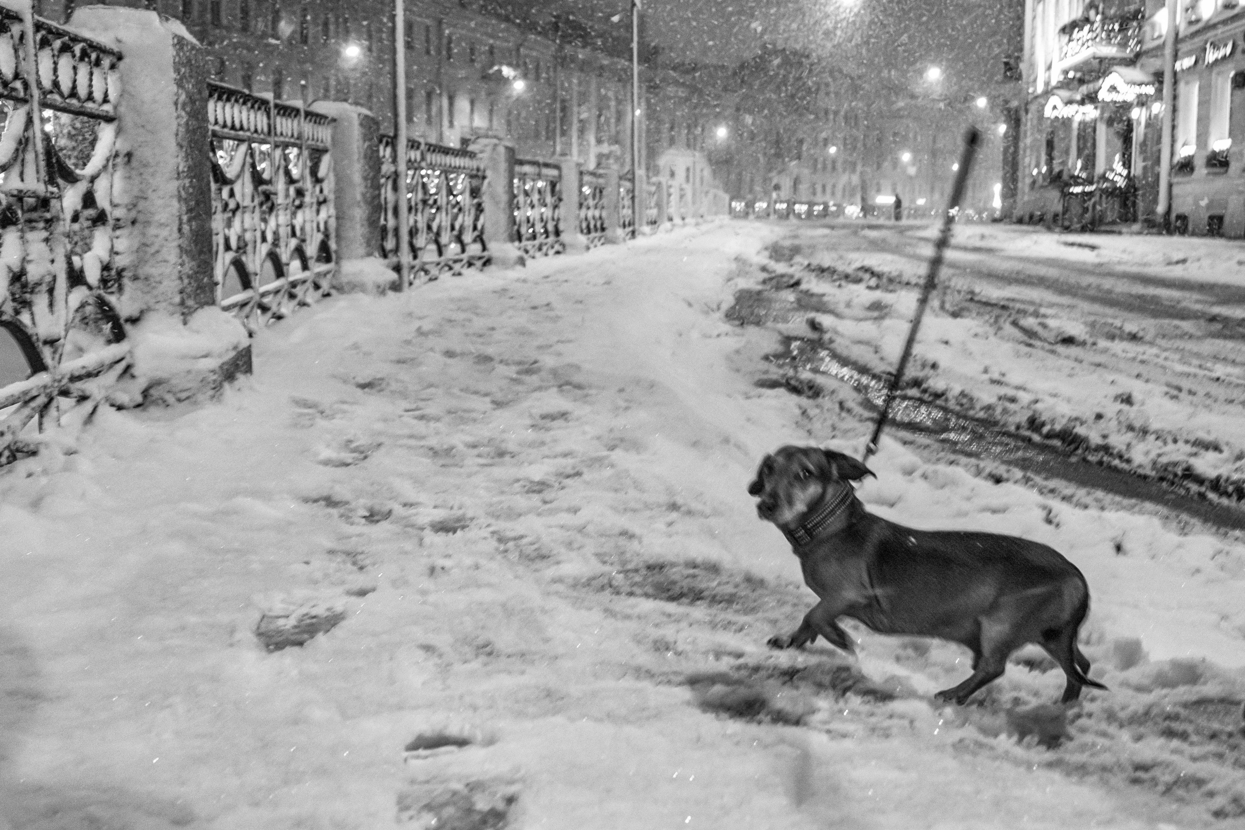 Dimitri Bakhtadze, dogs photos. Dimitri Bakhtadze photographer