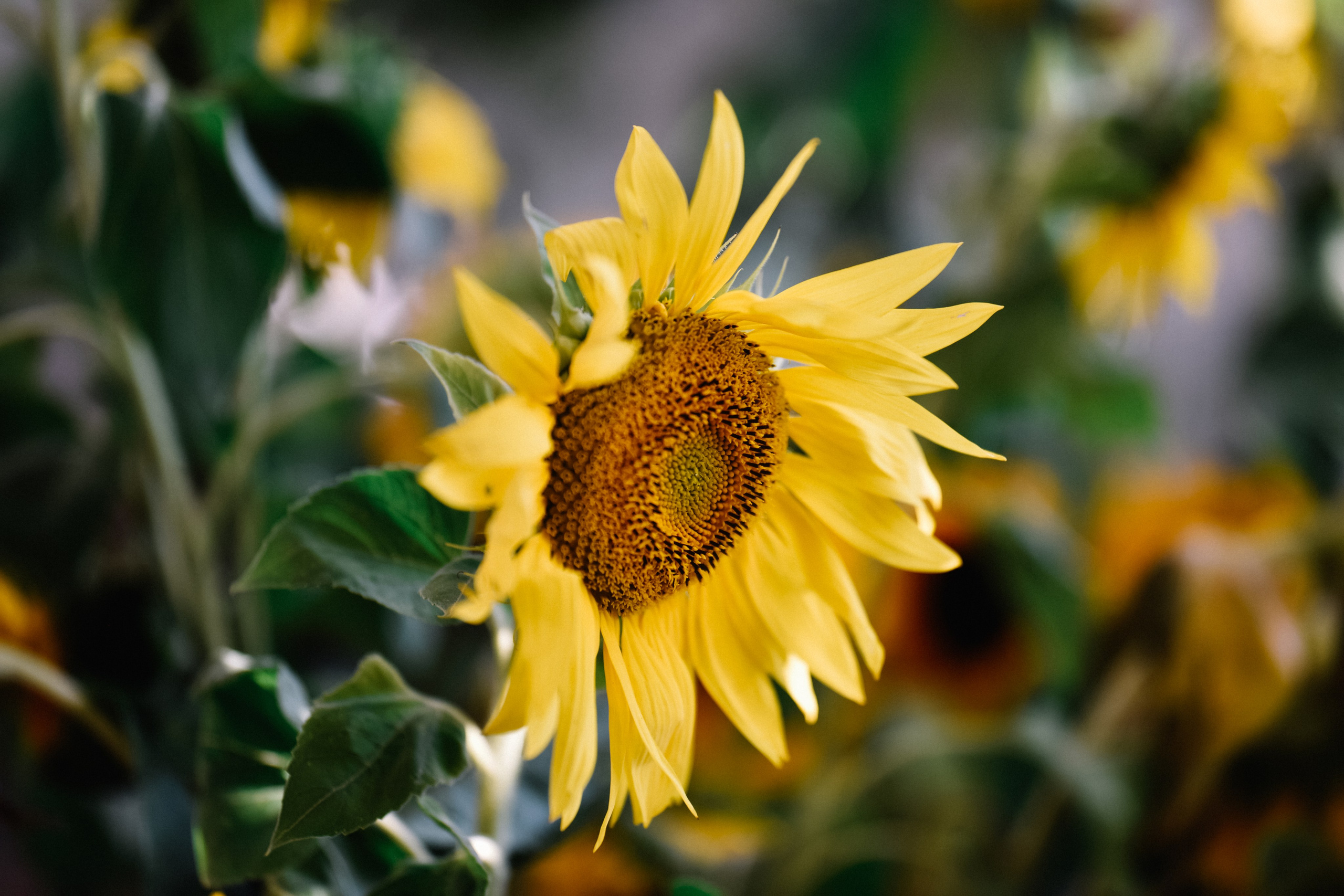 Анна подсолнухи