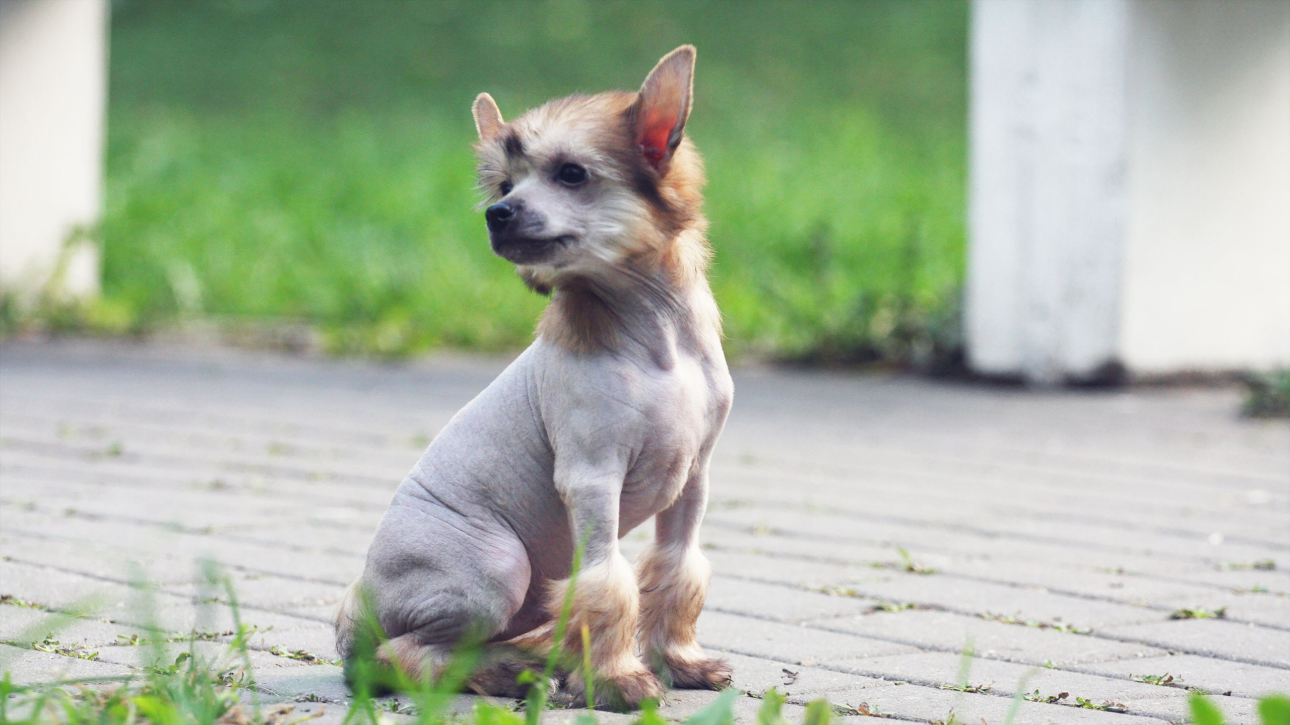 Litter C. Chinese Crested Dog Kennel Poale Ell