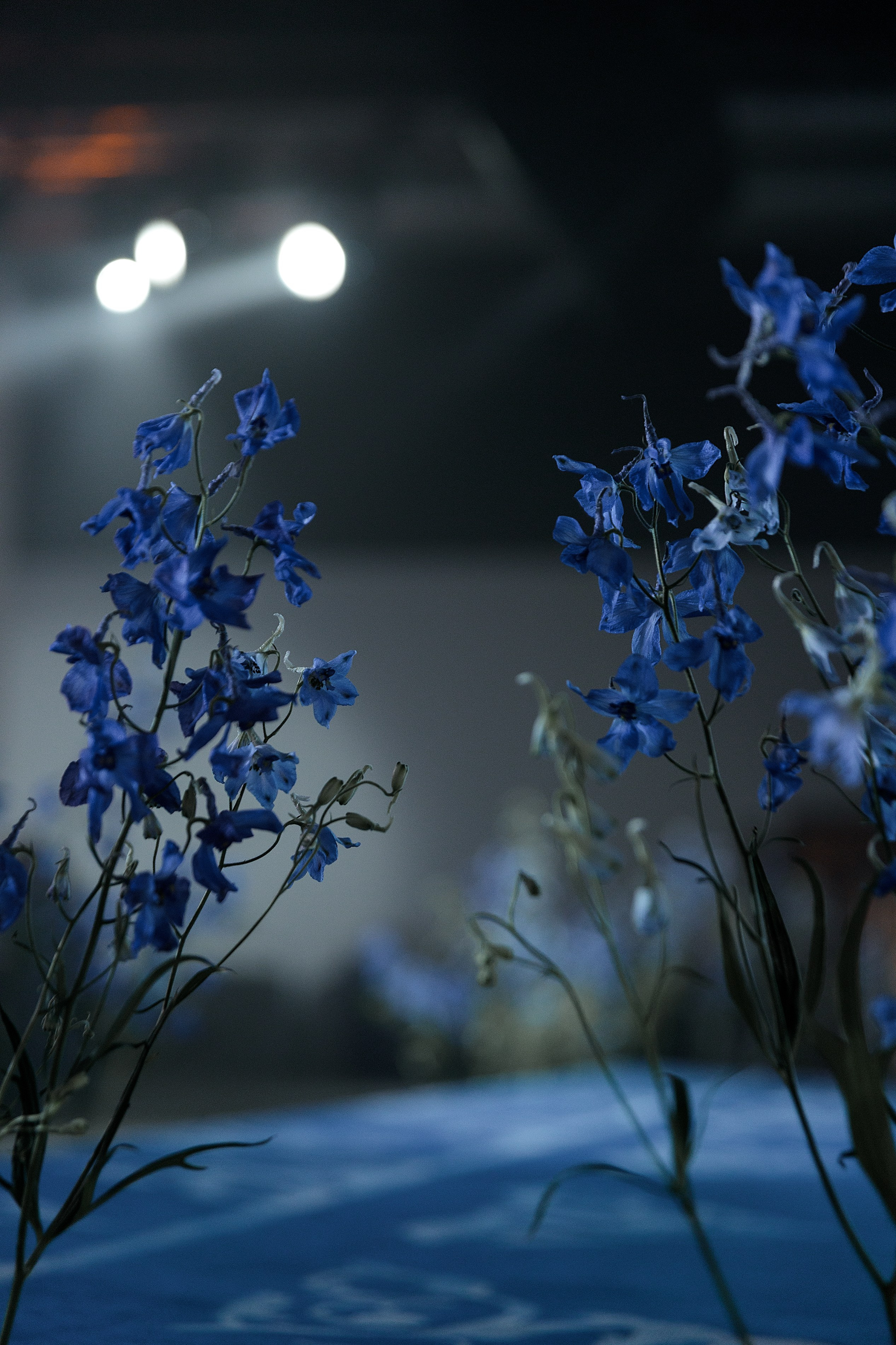 Дима и Диана. Свадебный и семейный фотограф Алимова Леся