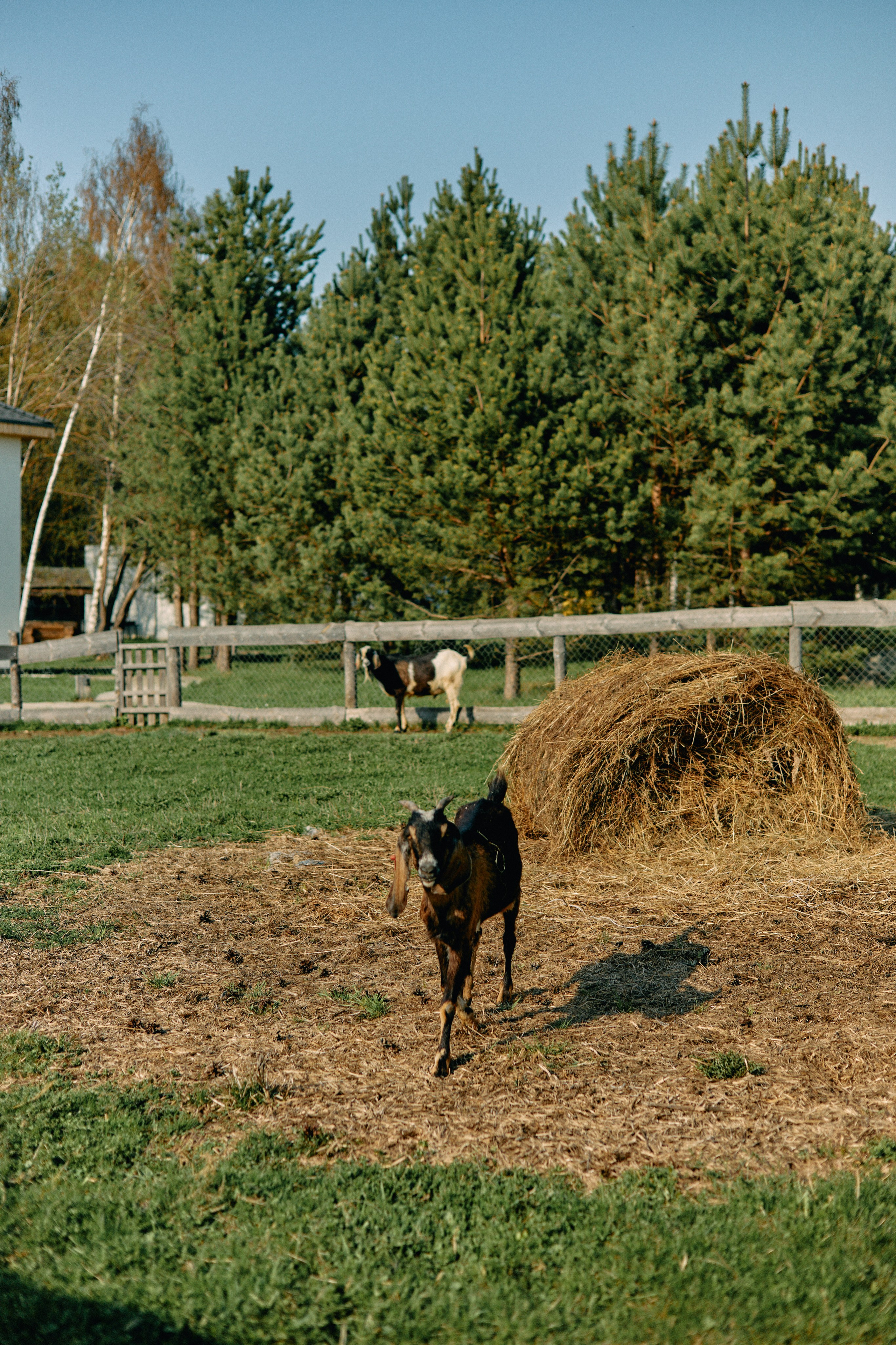 Бутик-отель Поле летом. Профессиональный Фотограф во Владимире, в Москве и в Суздале — Полина Романычева