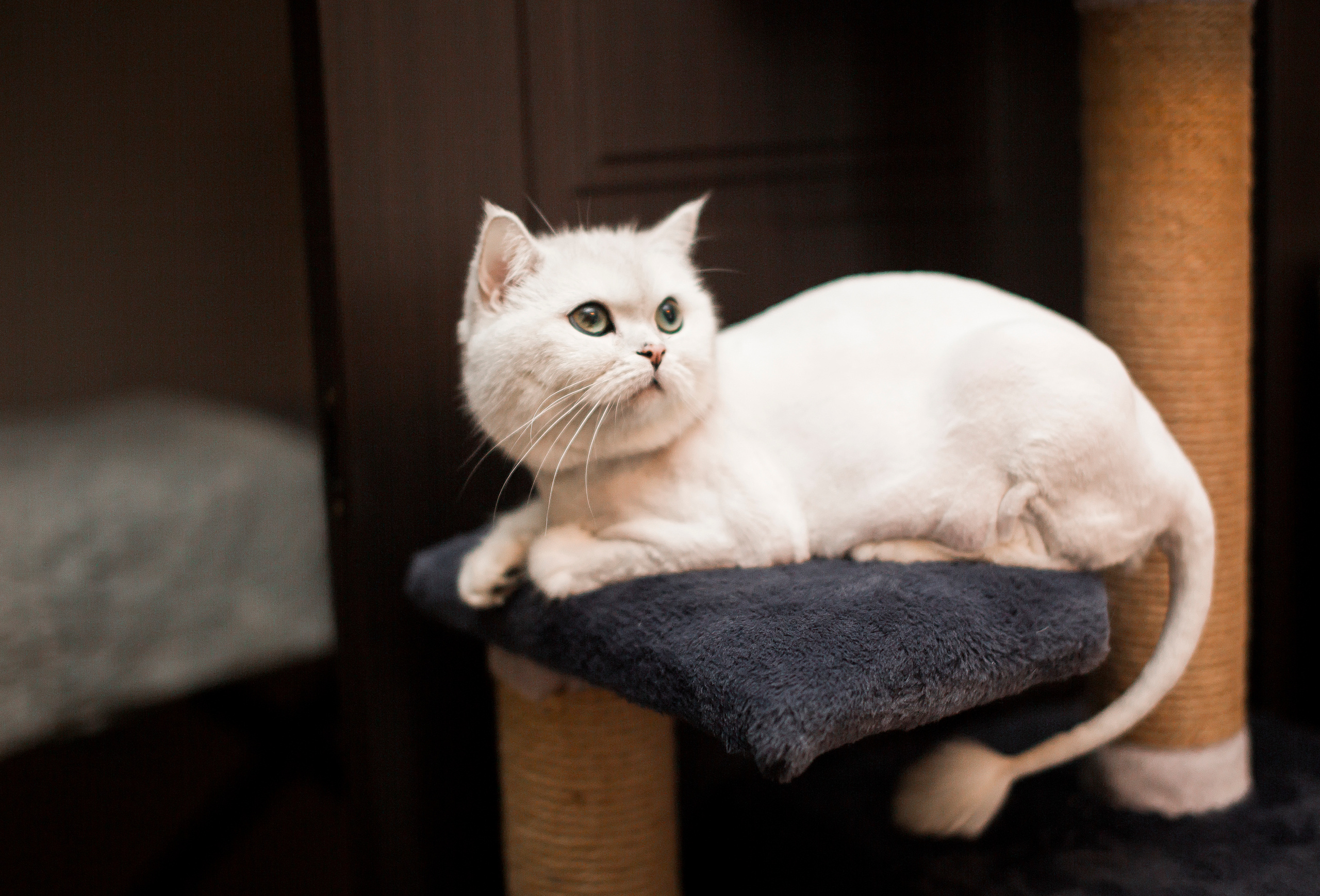 Виктор&Татьяна. Свадебный и семейный фотограф/видеограф в Краснодаре Наталья Осинская