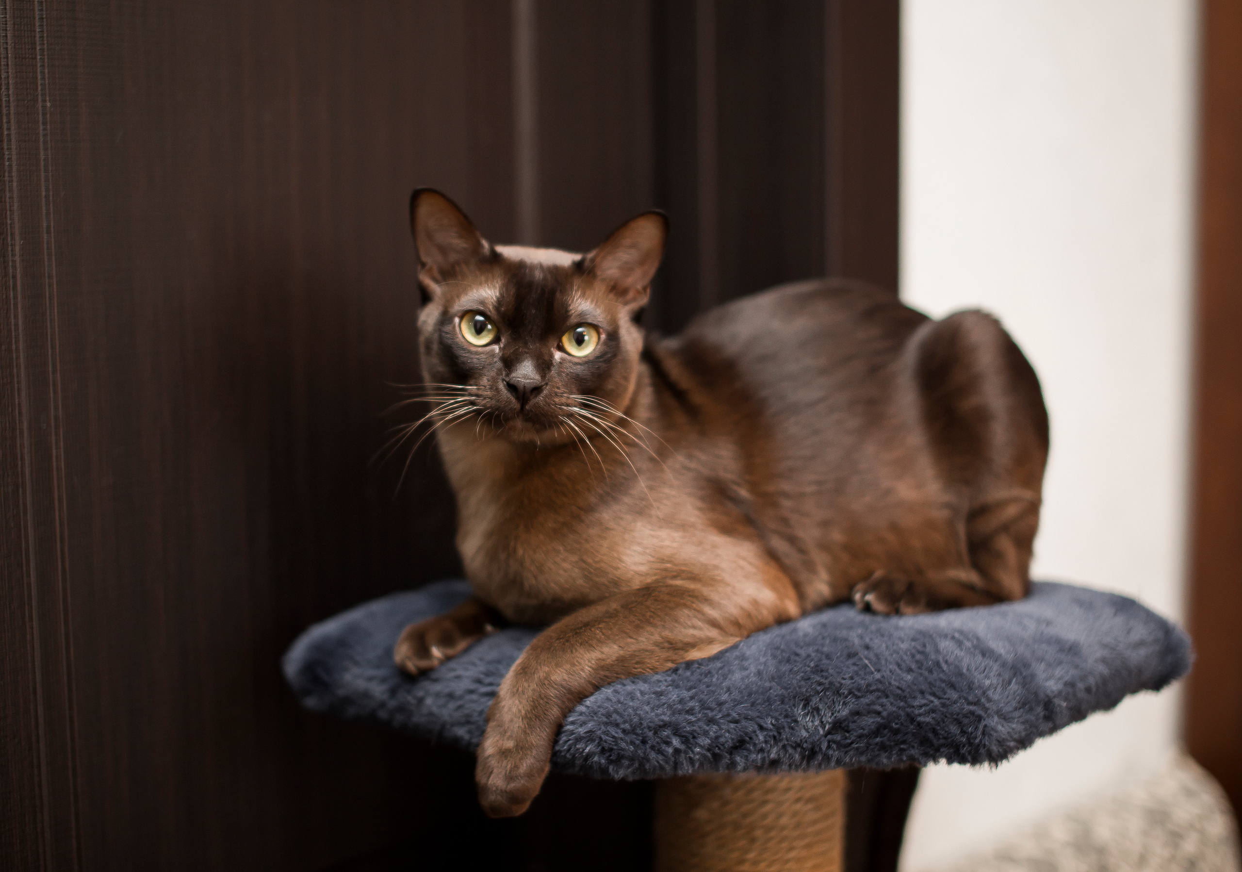 Виктор&Татьяна. Свадебный и семейный фотограф/видеограф в Краснодаре Наталья Осинская