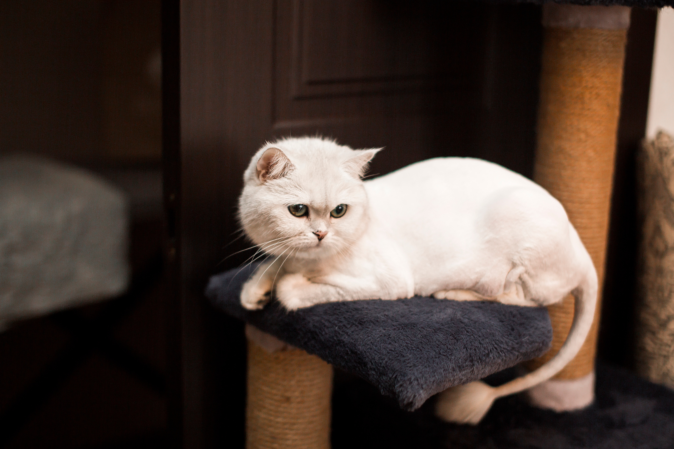 Виктор&Татьяна. Свадебный и семейный фотограф/видеограф в Краснодаре Наталья Осинская