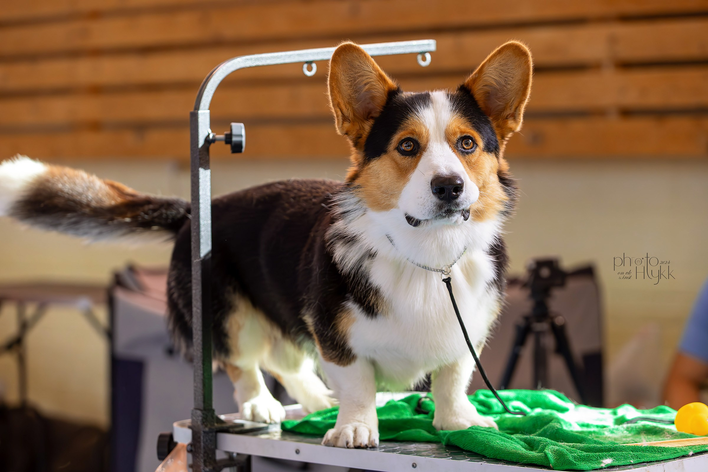 15 сентября 2024, Выставка РКФ, г. Ижевск. Htykk_photo