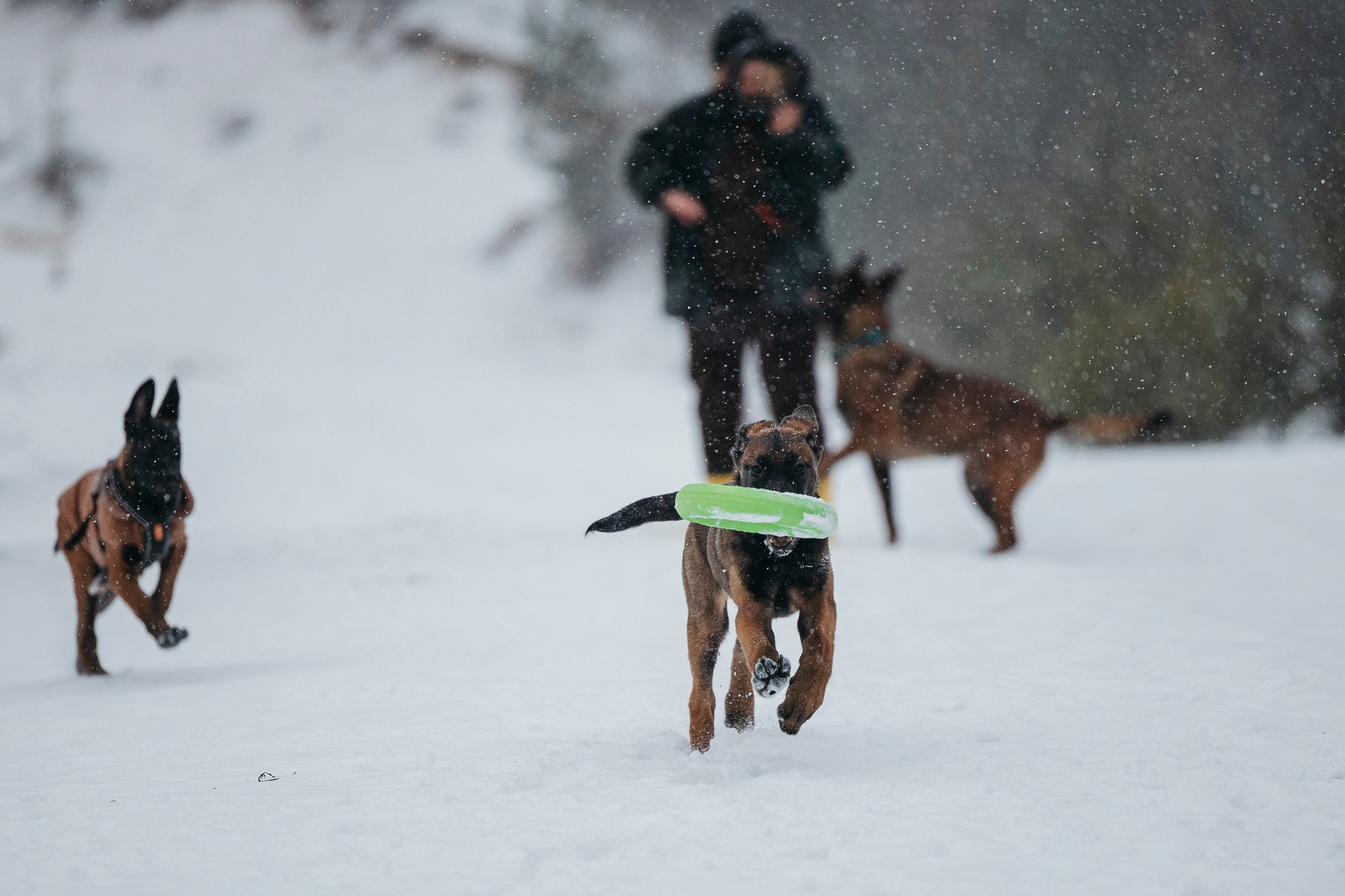 Карьер. Фотограф-анималист Анна Маринич