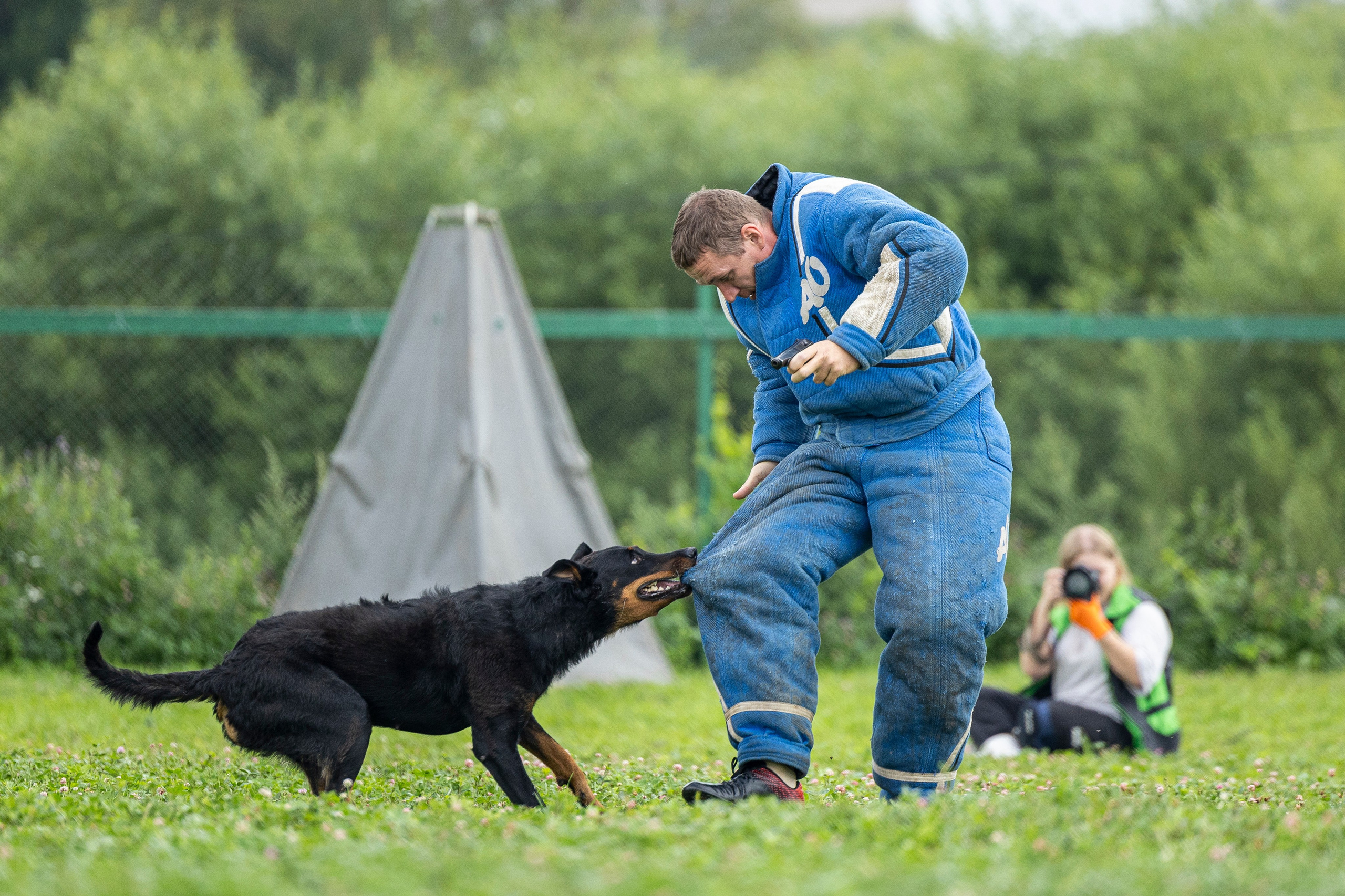 Соревнования по Мондьорингу г. Вологда 10-11.08.2024. Фотограф-анималист Анна Маринич