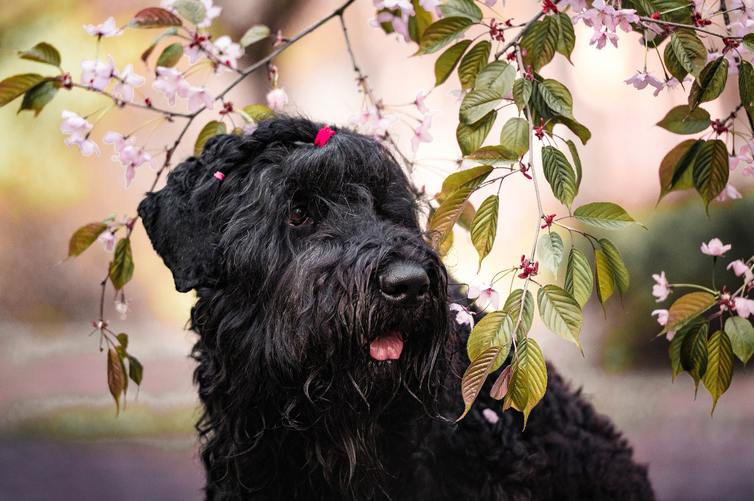 Черныши, сакура и краски холи. Фотограф-анималист