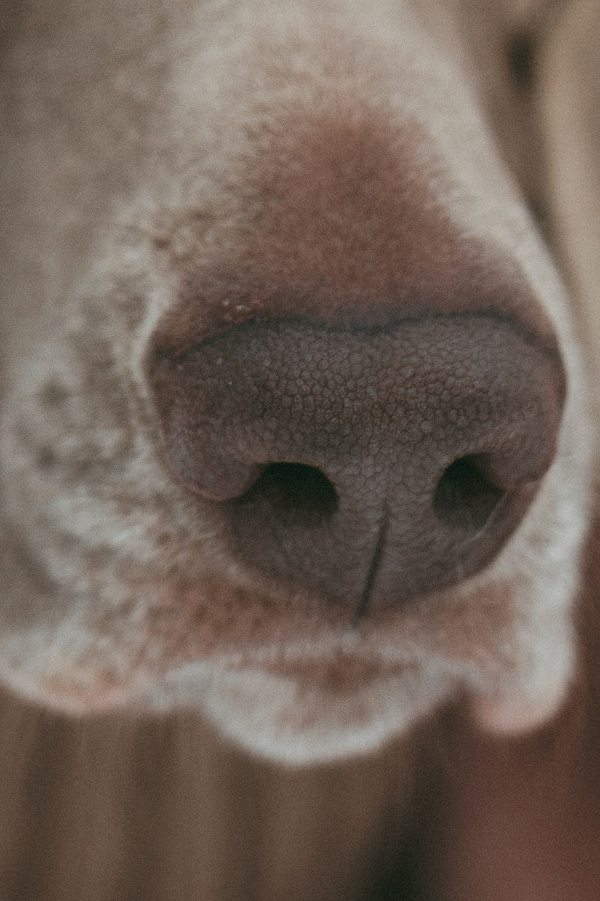 Лена и Фанни. Фотограф анималист в Москве и Санкт-Петербурге Свиридова Анна