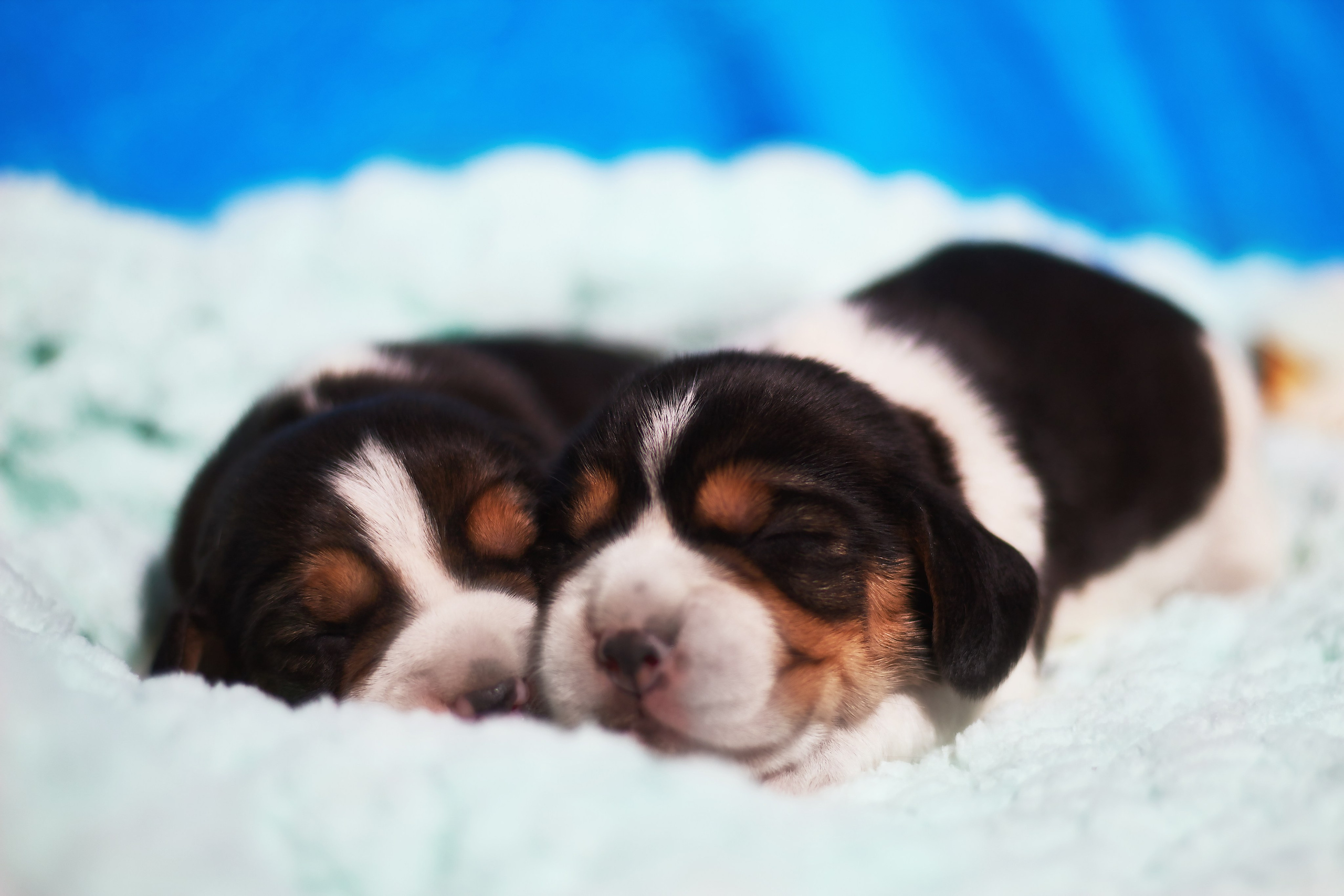 Фотосессия щенков от 7-и дней в стиле ньюборн. Фотограф анималист — Тула, Москва