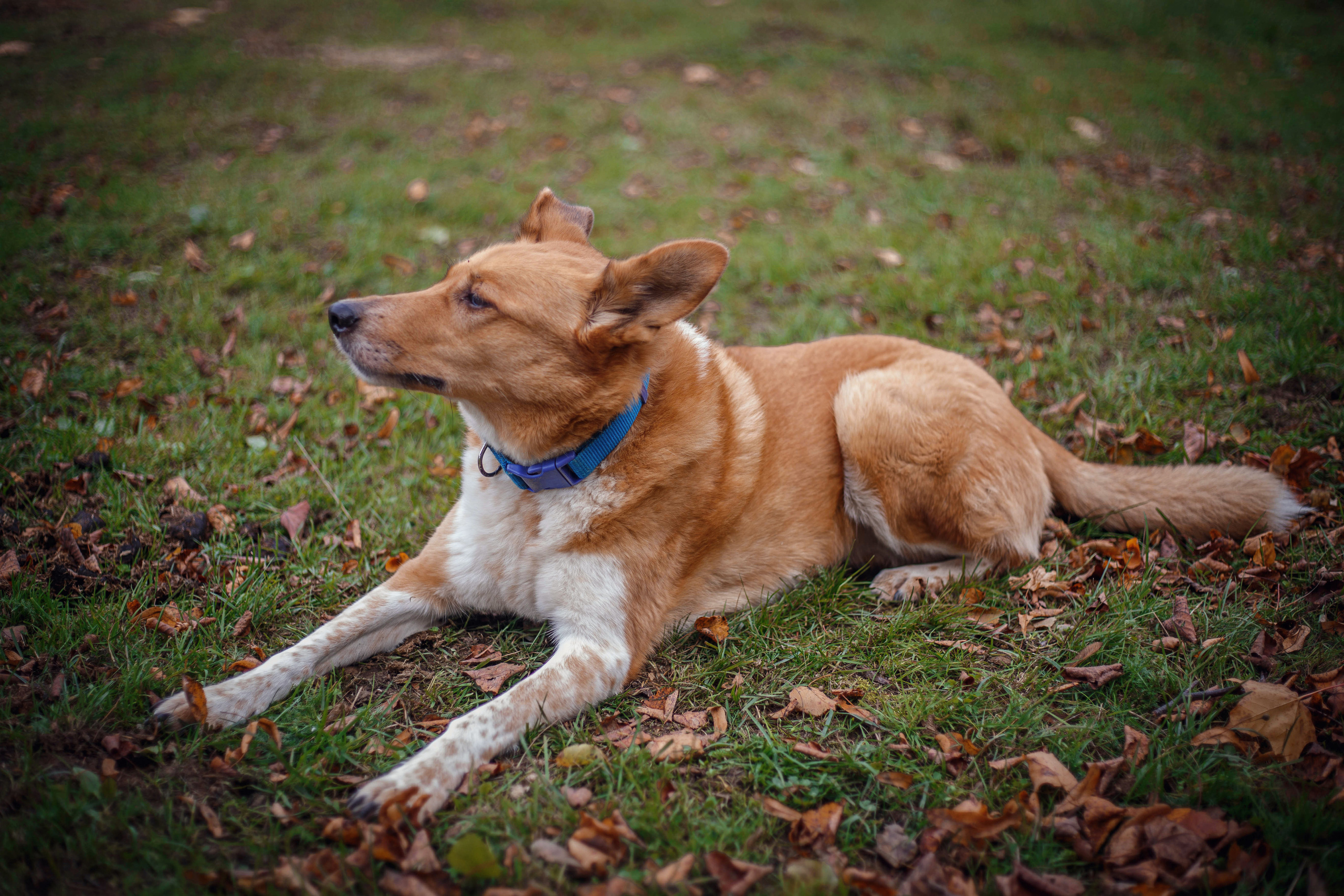 Прогулки на лошадях. Фотограф в Санкт-Петербурге