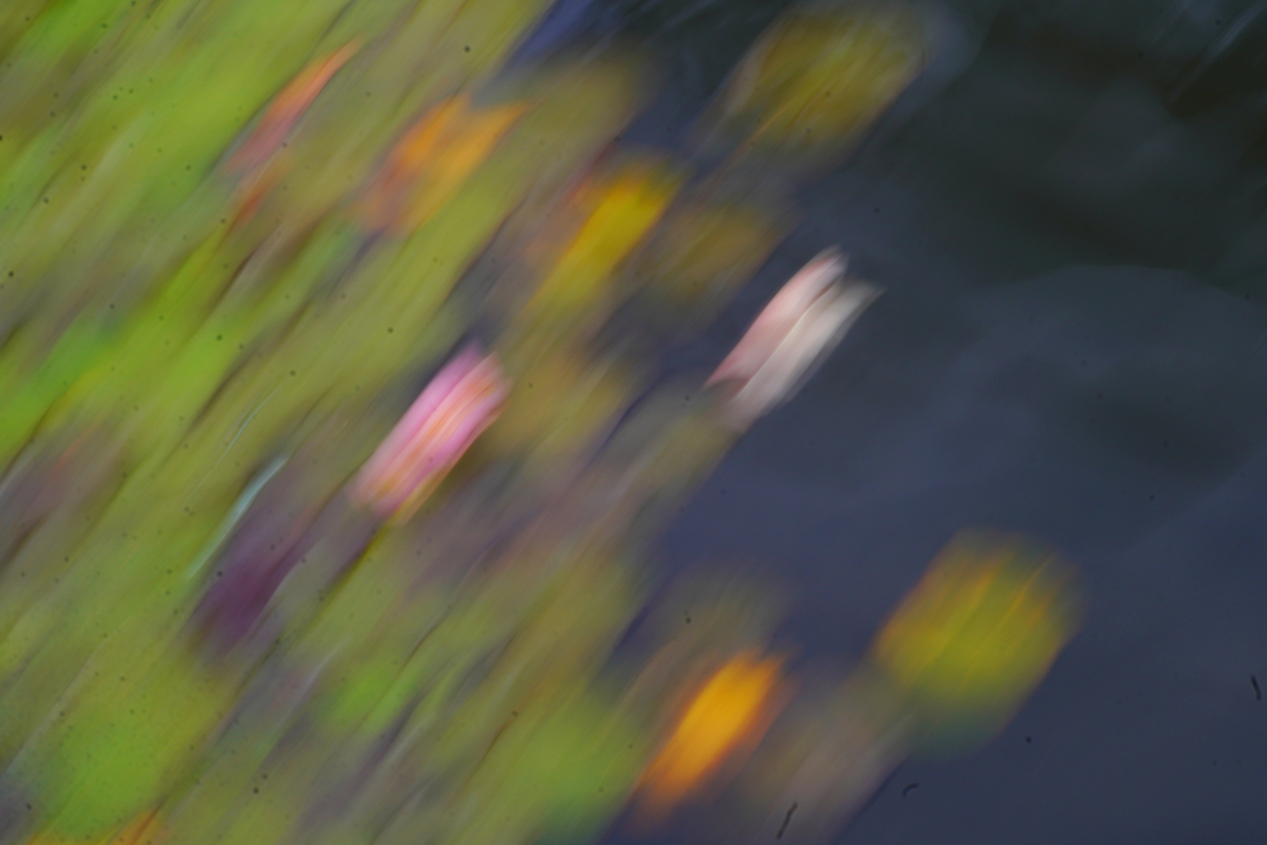 Лилия лето. Предметная фотография. Москва