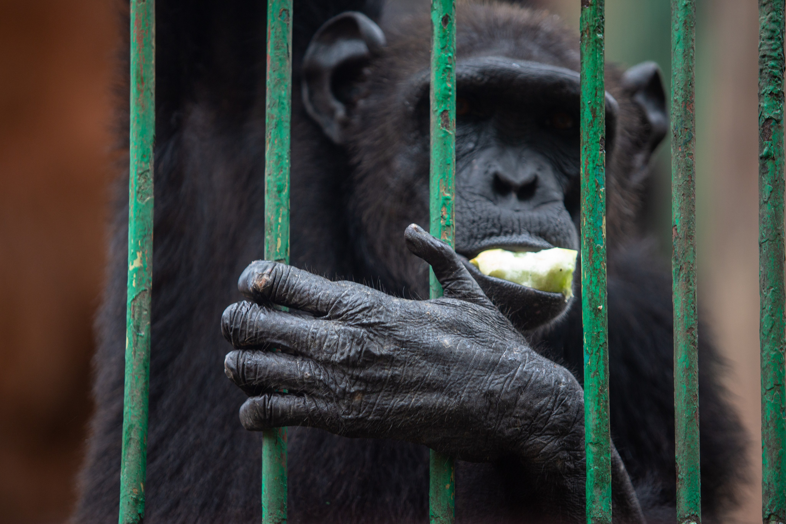 Samut Prakan Crocodile Farm & Zoo. Photographer Sonkina Tatiana (Tanya Ash)