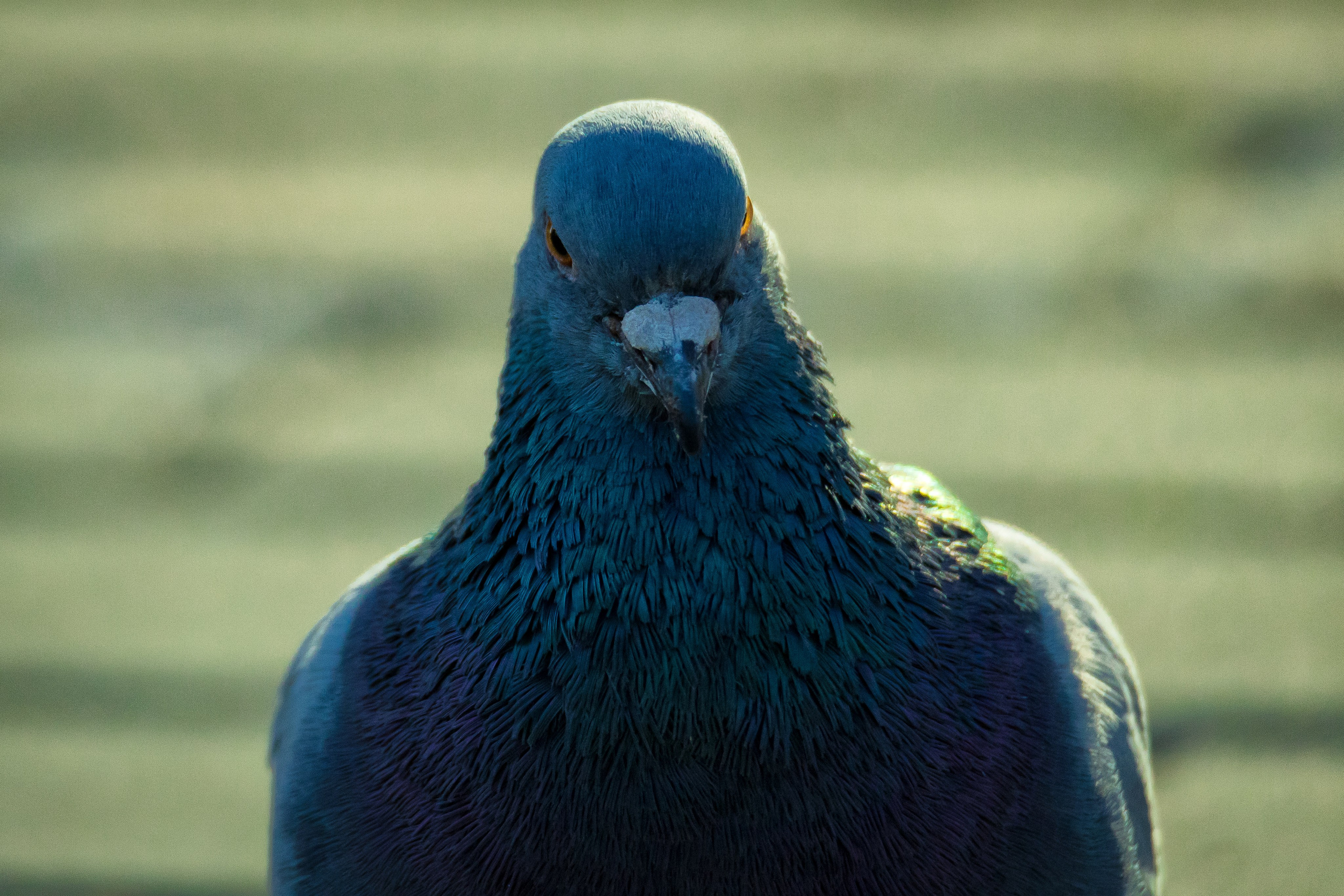 Дикая природа. Photomantis