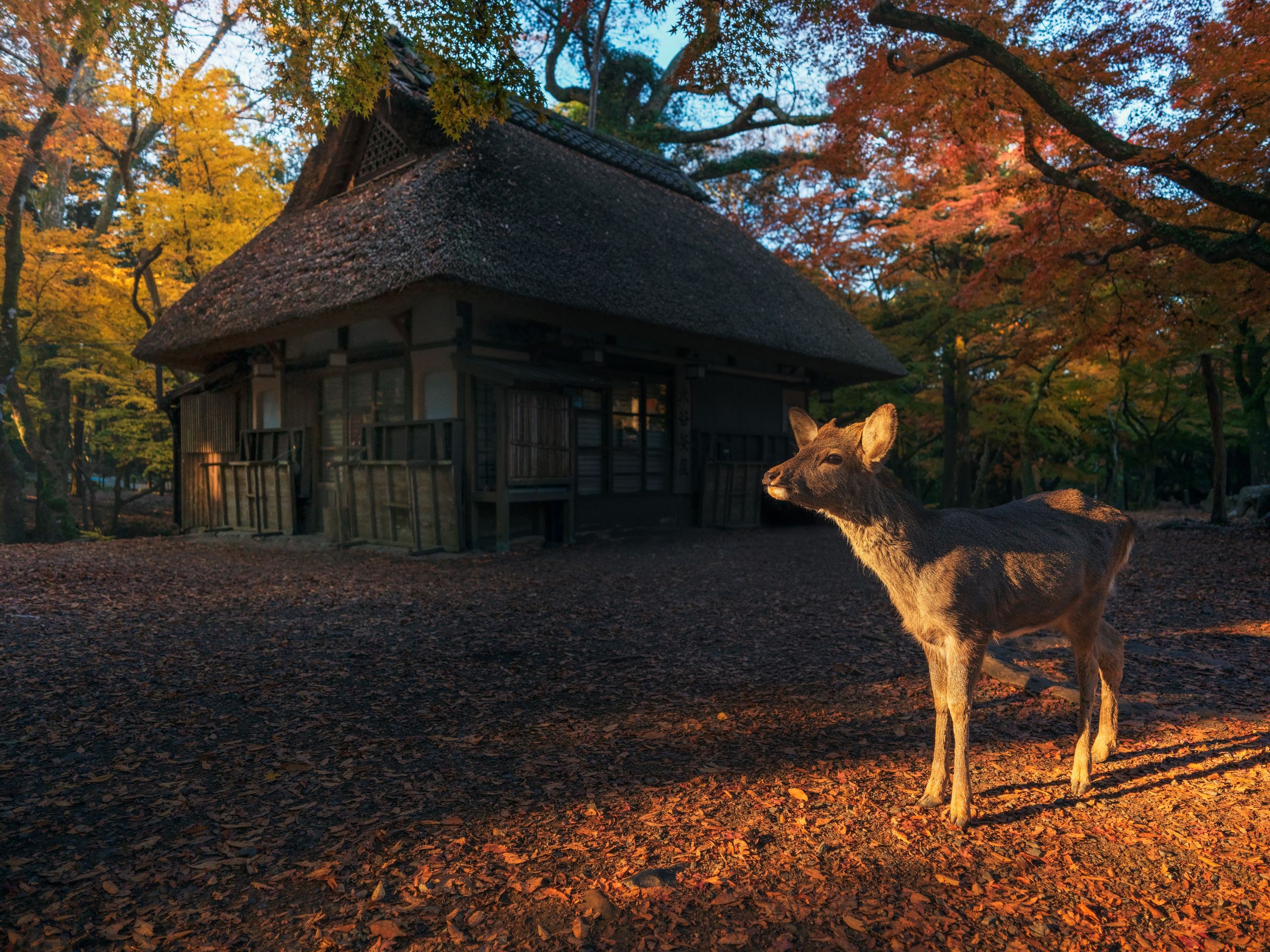 Киото. Сергей Садов о путешествиях, пейзажах и архитектуре