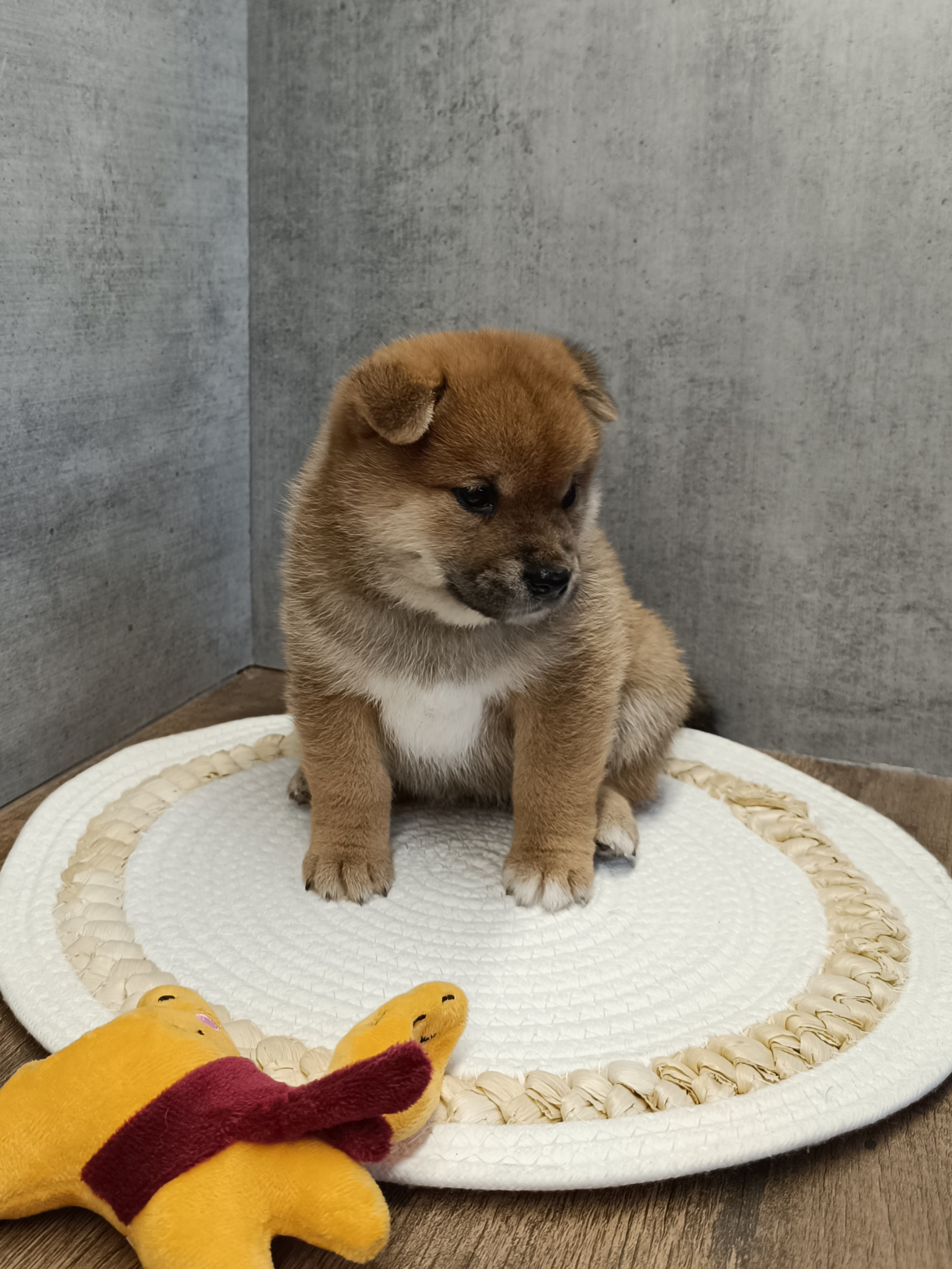 Rubylight Hattie. AMERICAN AKITA RUBYLIGHT KENNEL I SHIBA-INU