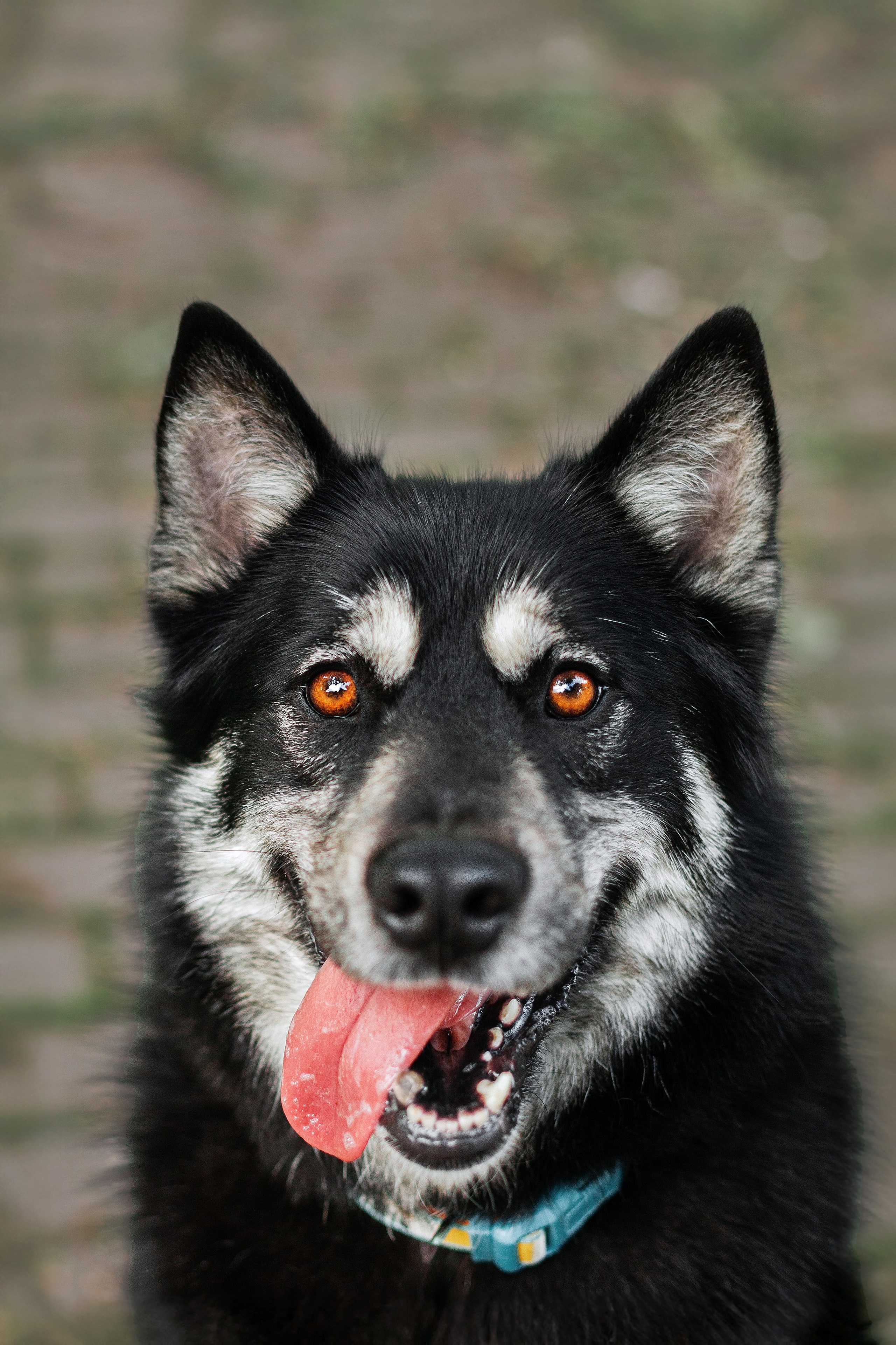 Собаки из приюта Дубовая роща лето 2025. Фотограф-анималист Татьяна Степанова
