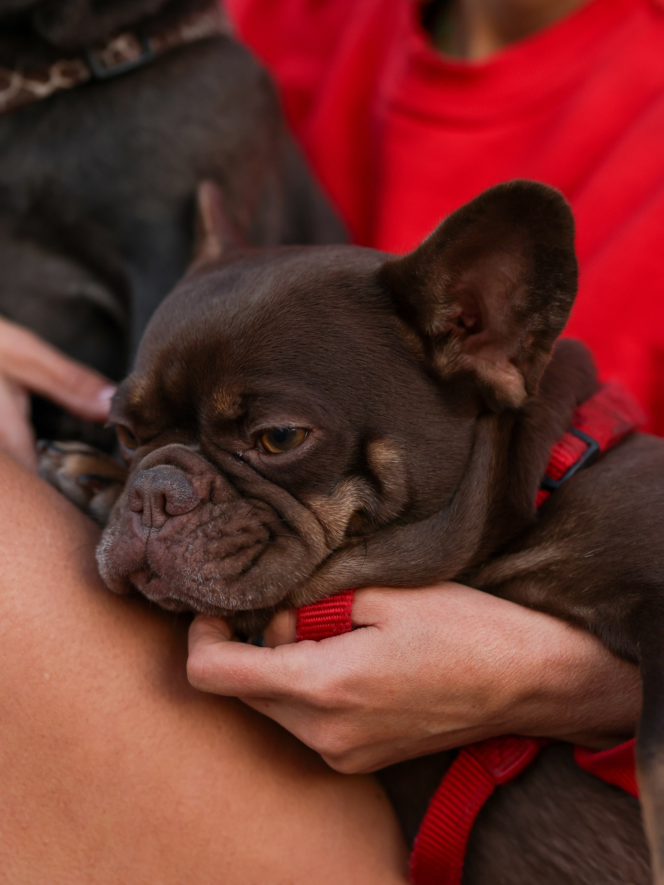 Нелли Буня и Луня. Фотограф-анималист в Москве Кириллова Татьяна