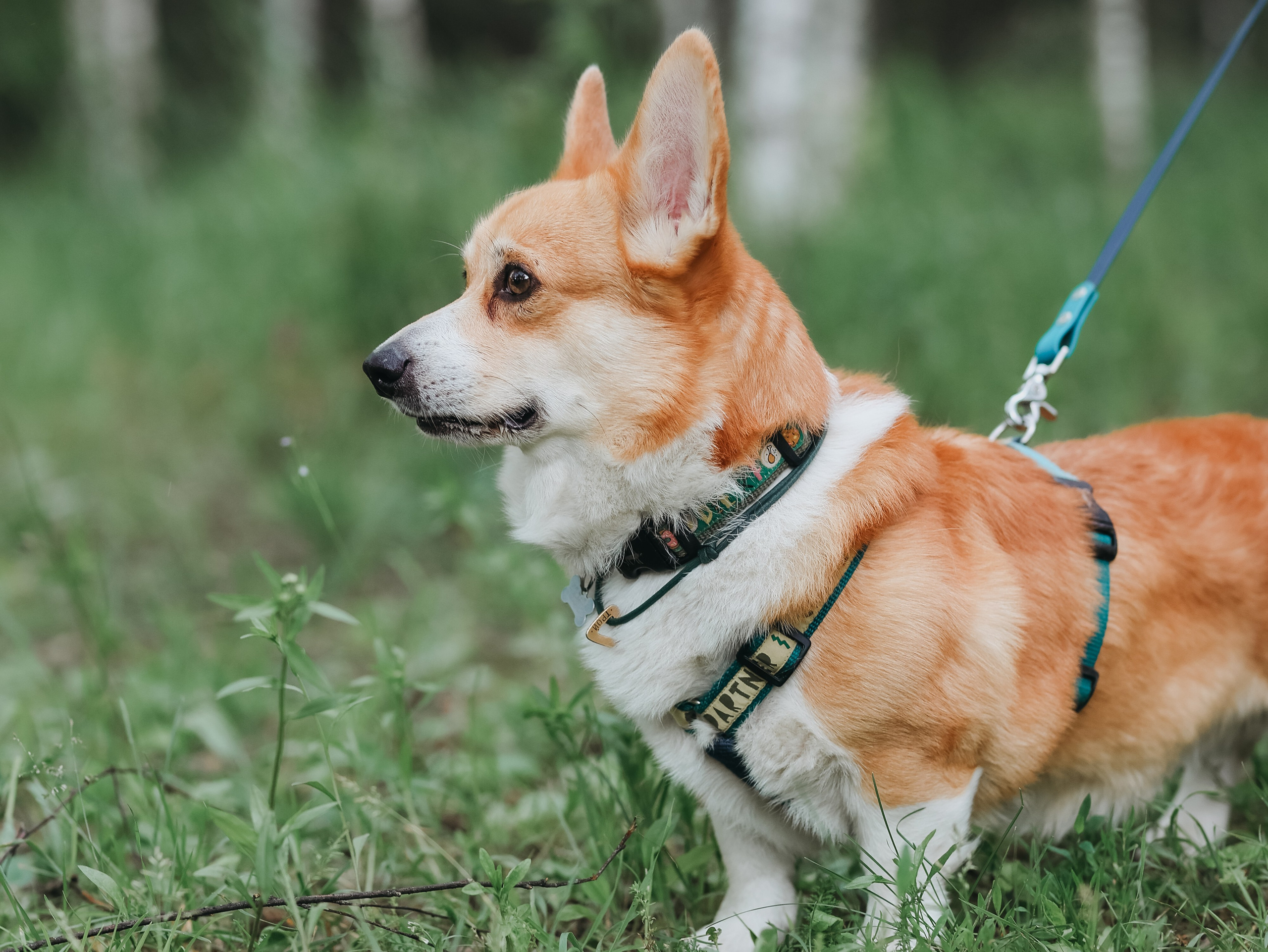Лагерь ноузворк. Фотограф-анималист в Москве Кириллова Татьяна