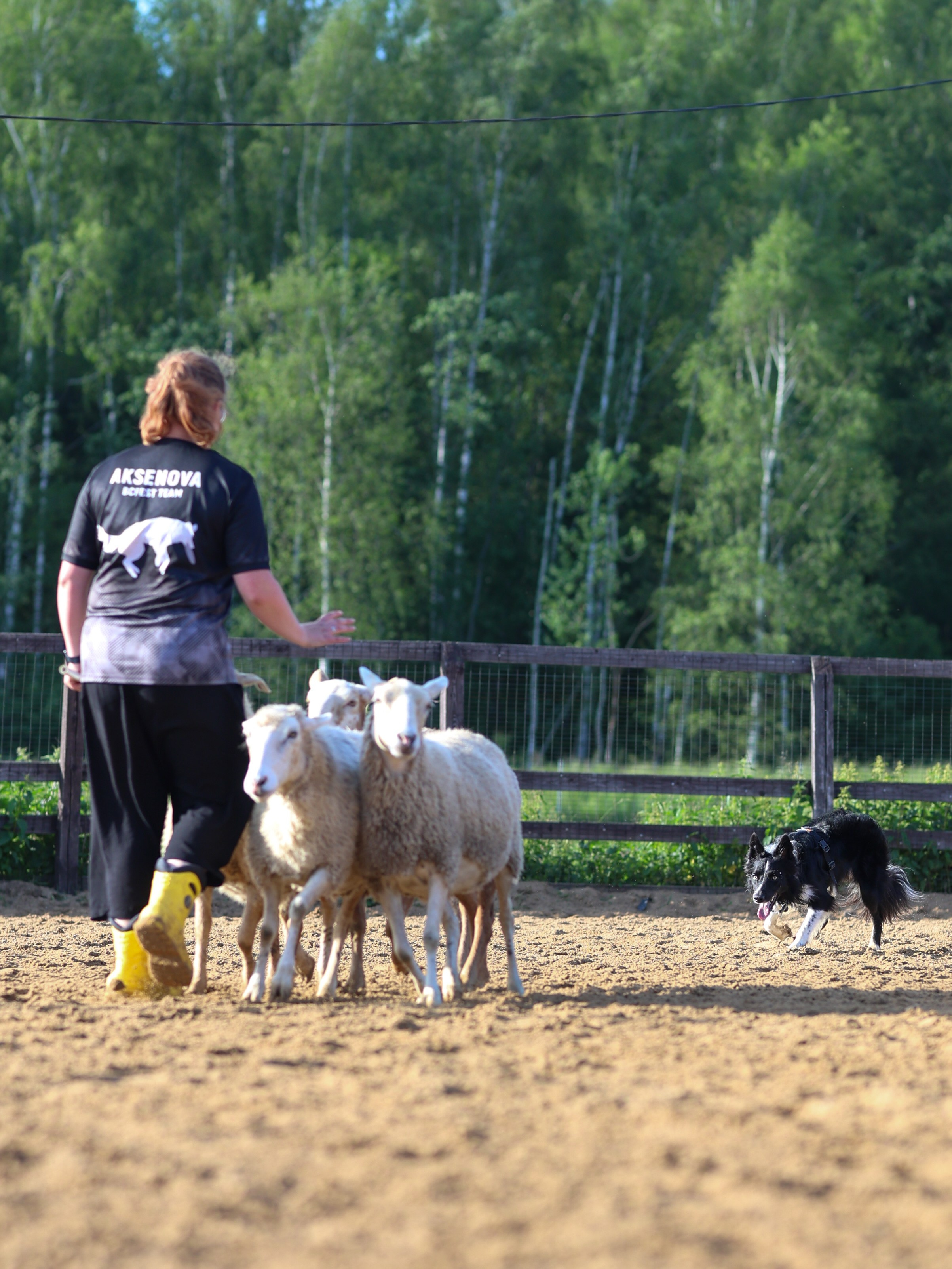 Пастьба. Фотограф-анималист в Москве Кириллова Татьяна