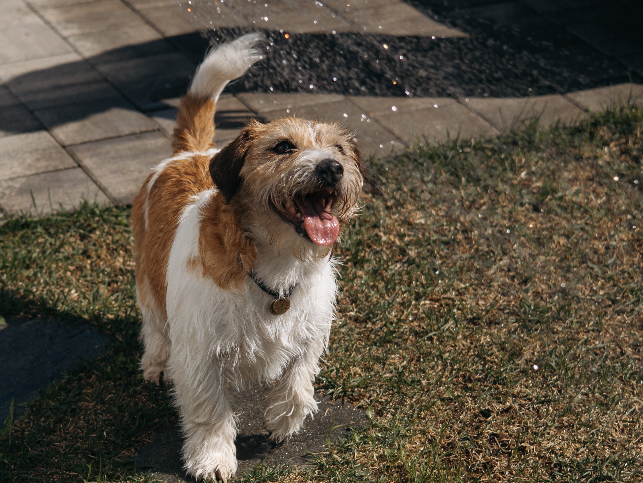 День рождение Зенита. Фотограф-анималист в Москве Кириллова Татьяна