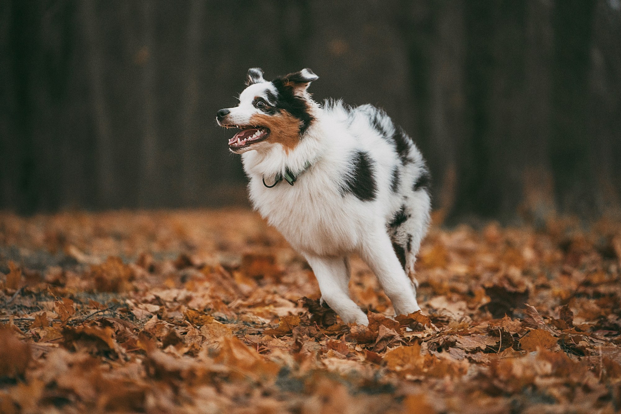 Лиза и Бублик. Фотограф анималист в Москве и Санкт-Петербурге Свиридова Анна