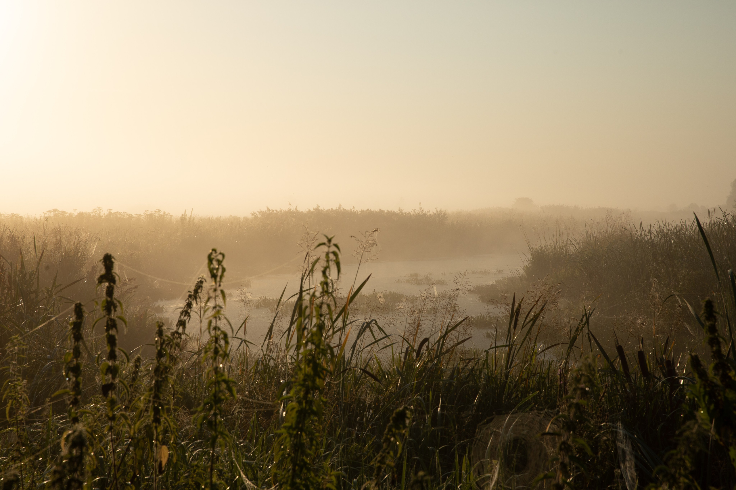 Гвардейск. Август 2022. Фотографии