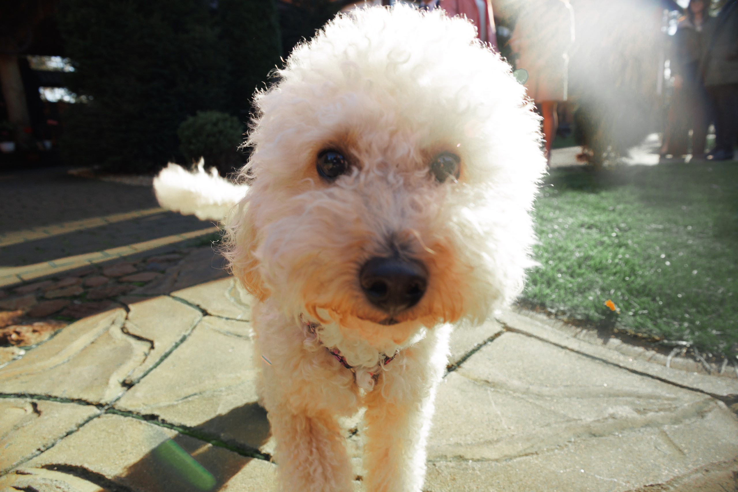 Дни рождения Юбилеи. Свадебный, love фотограф