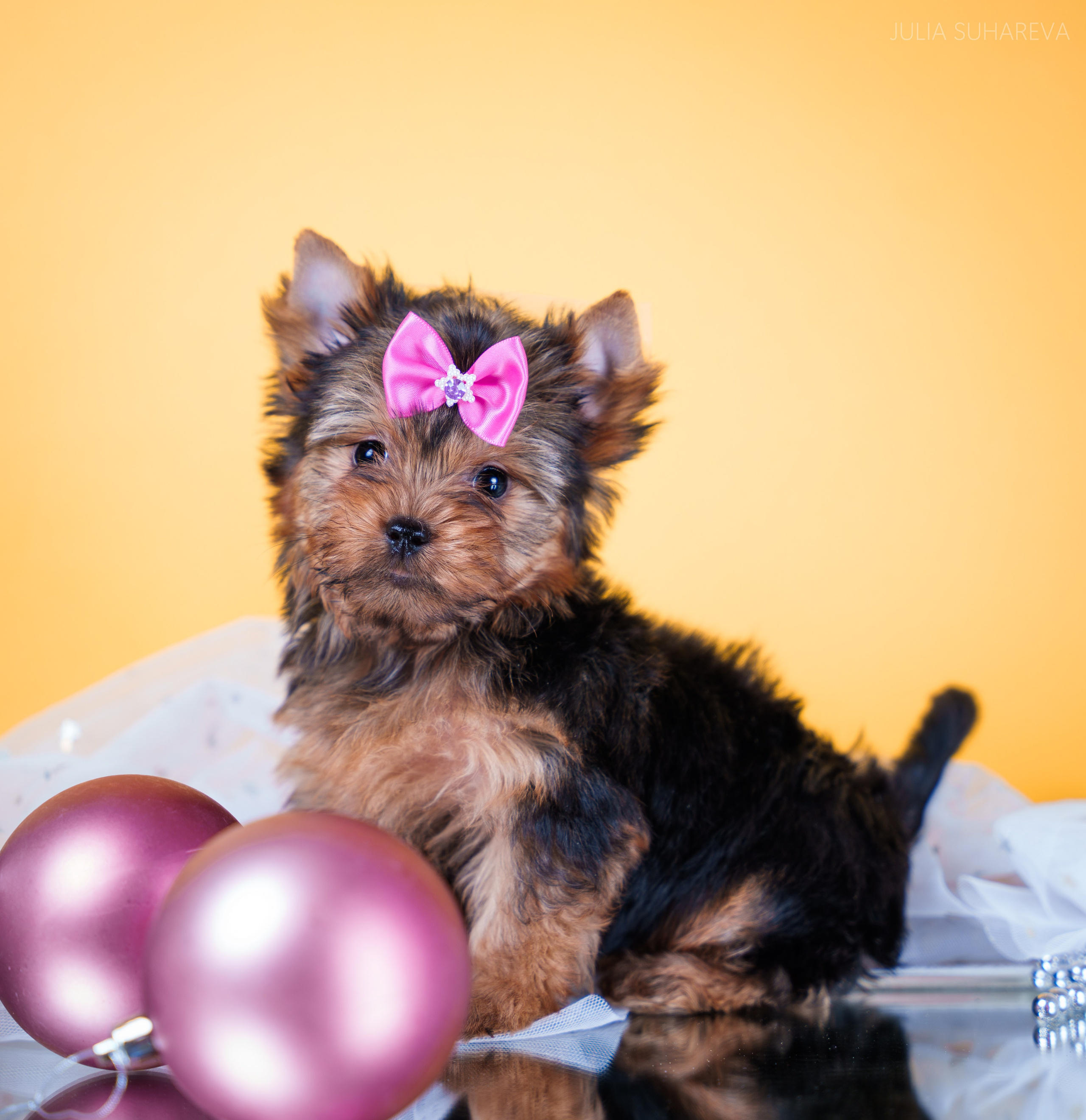 Йоркширский терьер (домашняя съемка). Главная