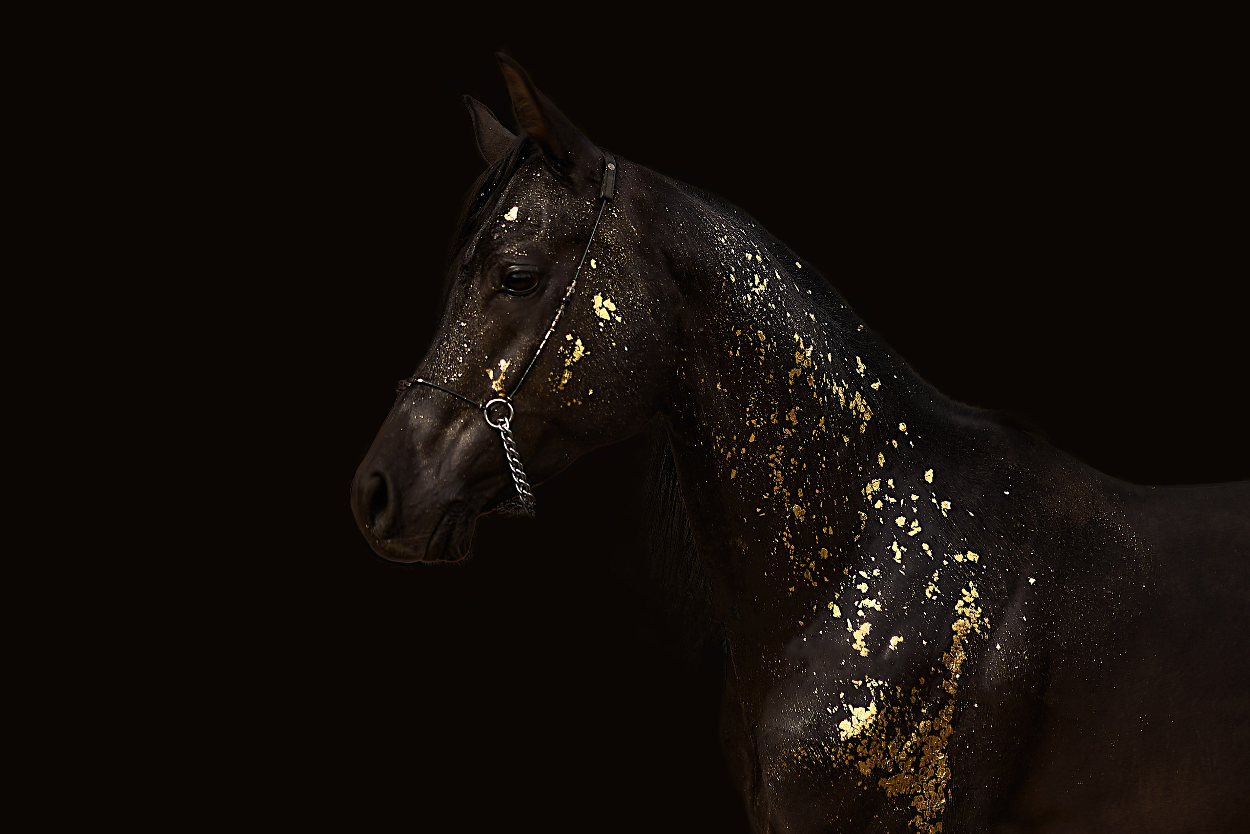 Харакс. Фотограф в Севастополе